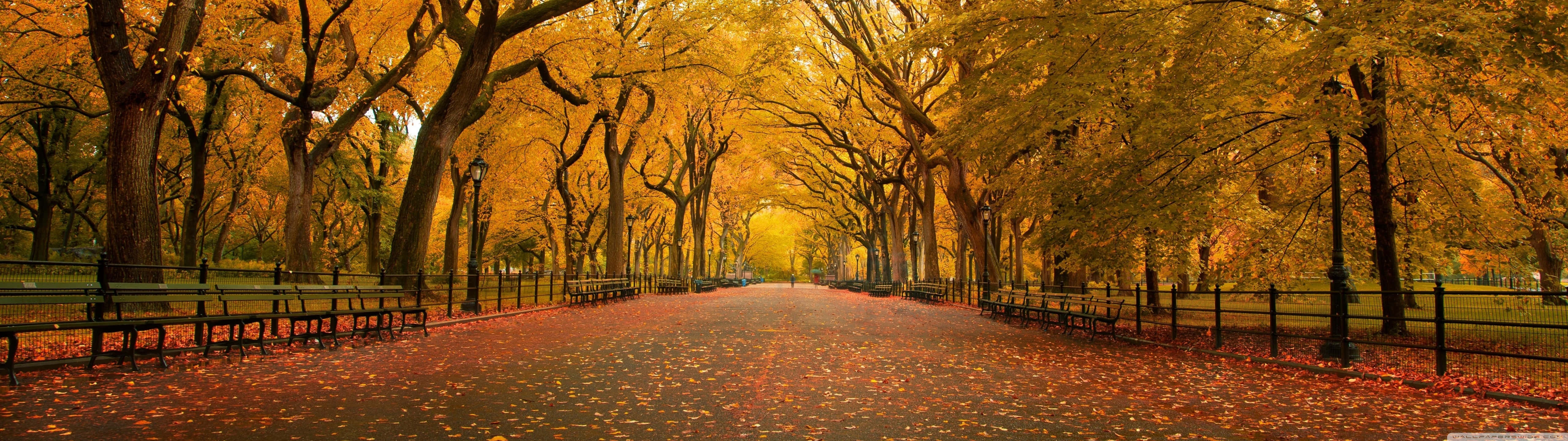 5120x1440 dual screen, golden autumnal tree-lined avenue, fallen leaves, 5K Desktop Wallpaper