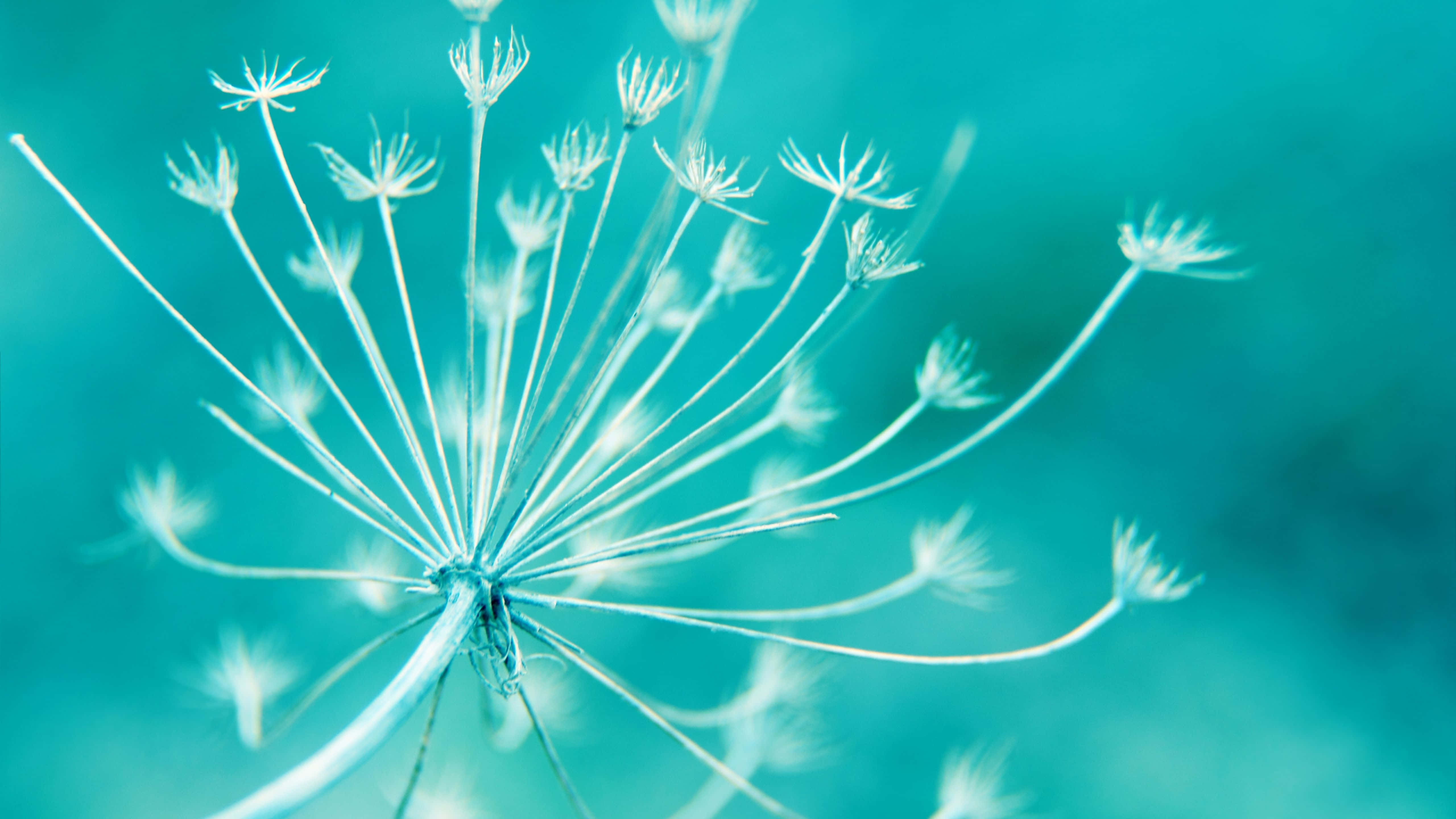 5120x2880, dandelion seed head, teal backdrop, 5K Desktop Wallpaper