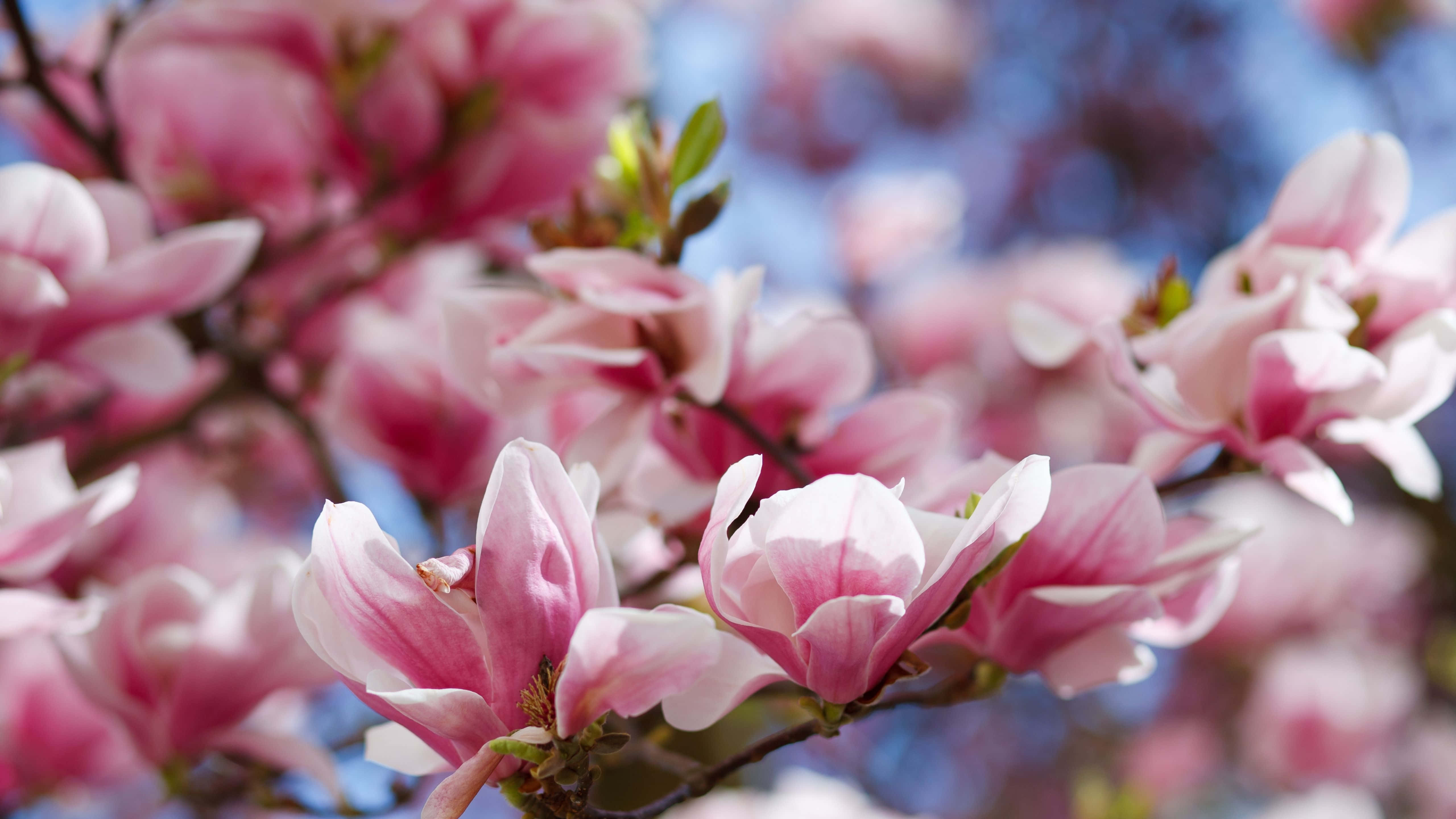 5120x2880, soft pink magnolia blossoms, bright blue sky, 5K Desktop Wallpaper