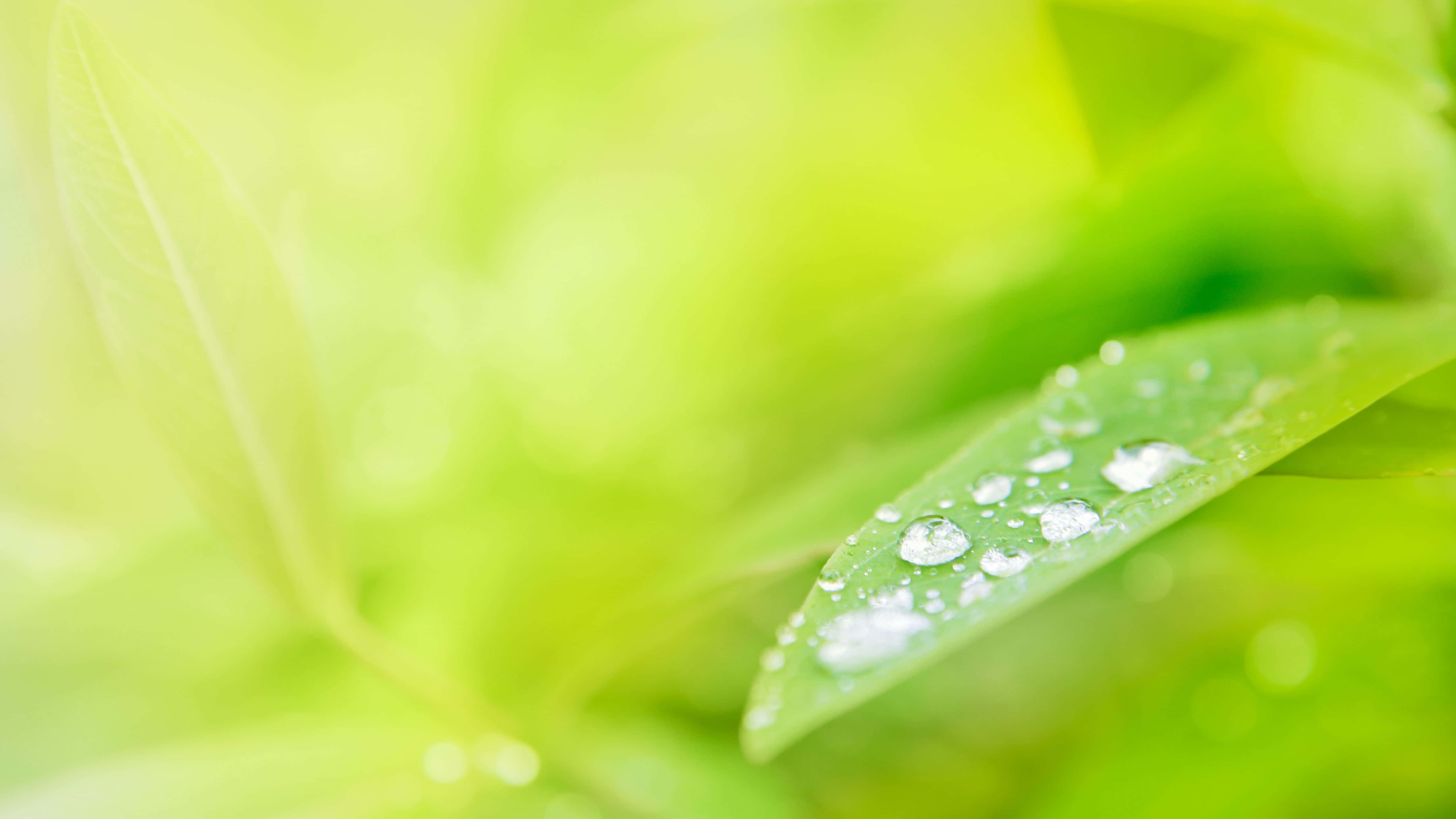 5120x2880, vibrant green leaf, glistening water droplets, 5K Desktop Wallpaper
