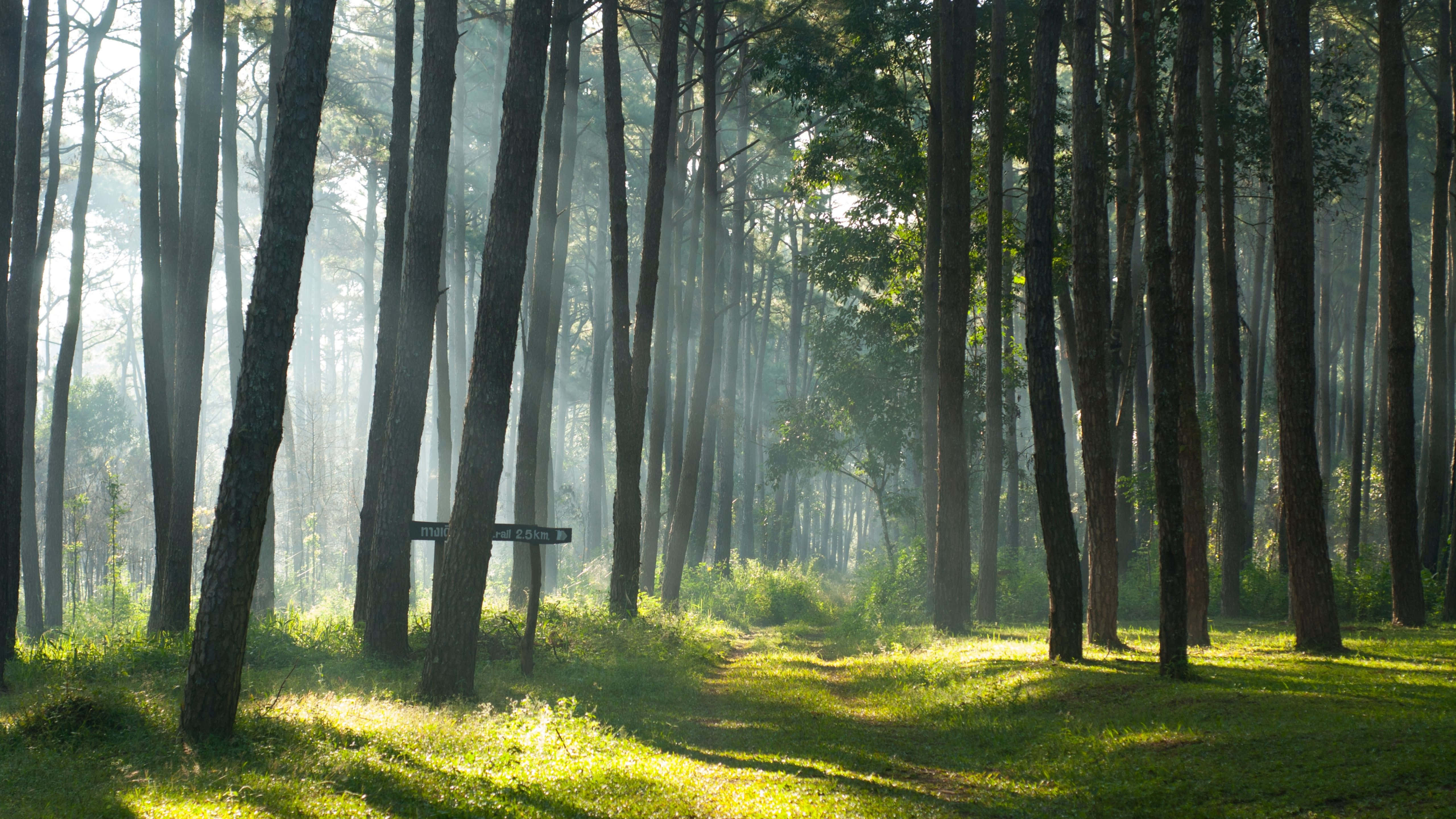 5120x2880, pine trees, golden beams, 5K Desktop Wallpaper