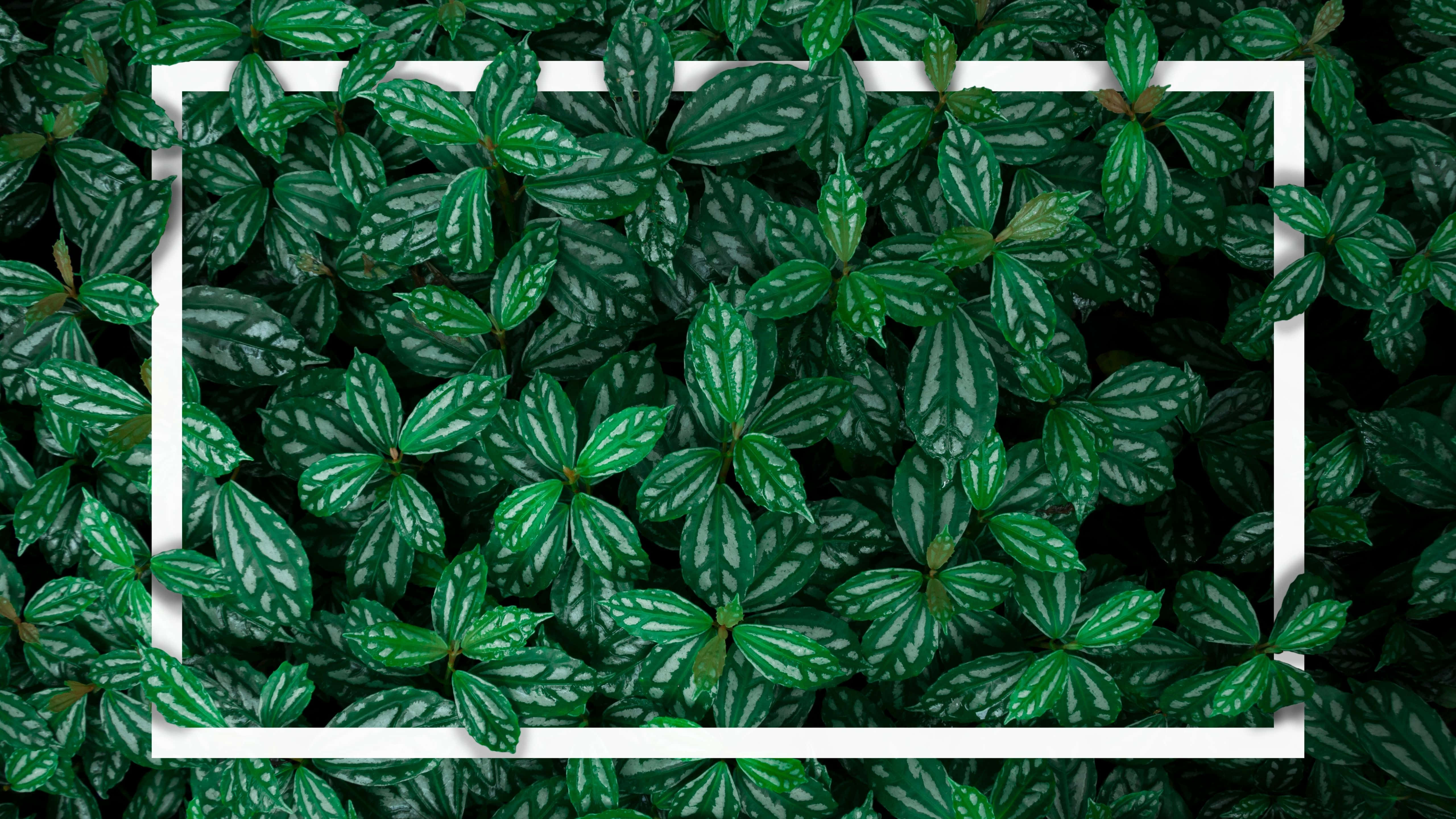5120x2880, variegated green leaves, white stripes, 5K Desktop Wallpaper