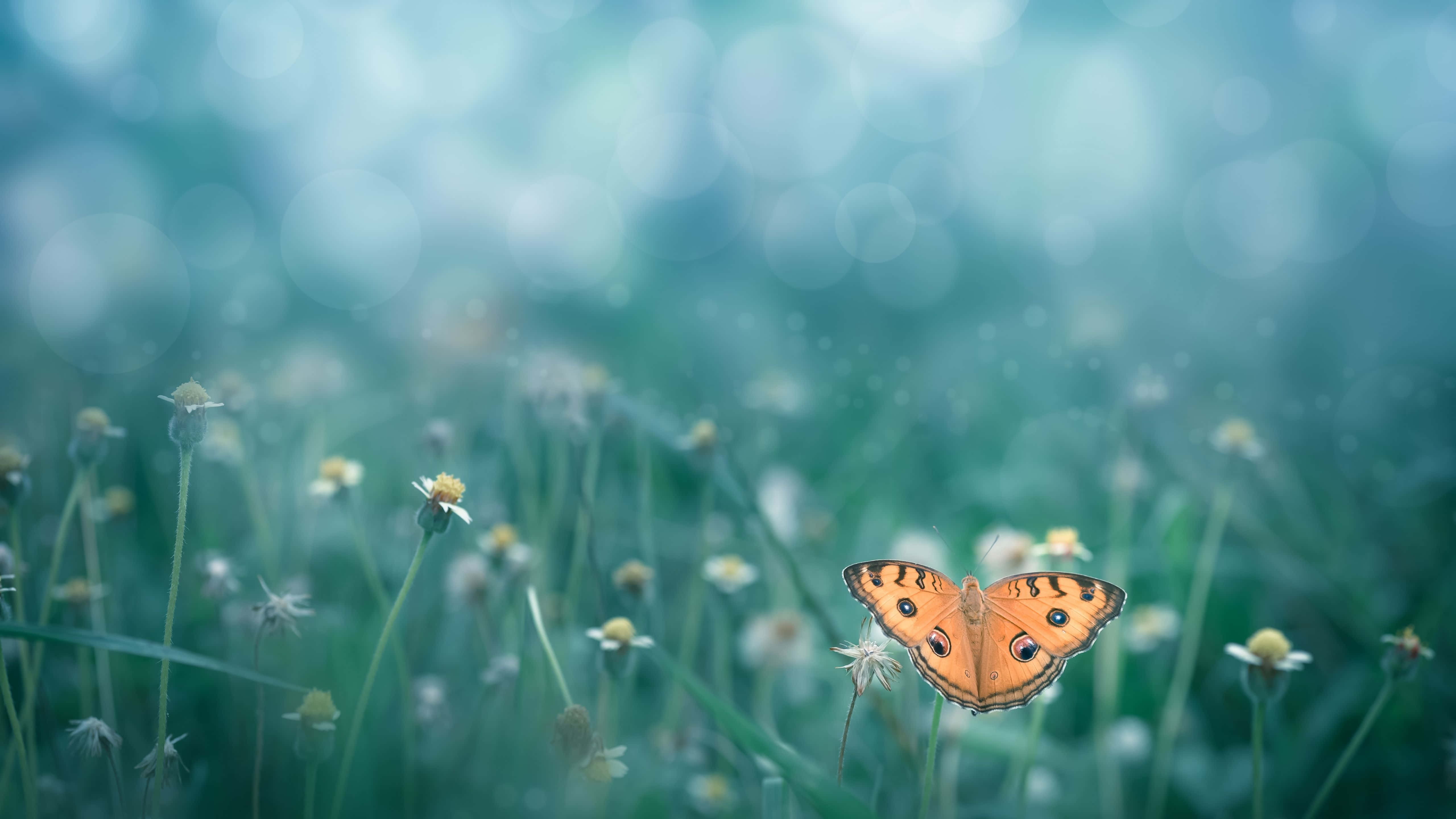 green mountain range, blue lake, vibrant orange butterfly, 5K Desktop Wallpaper