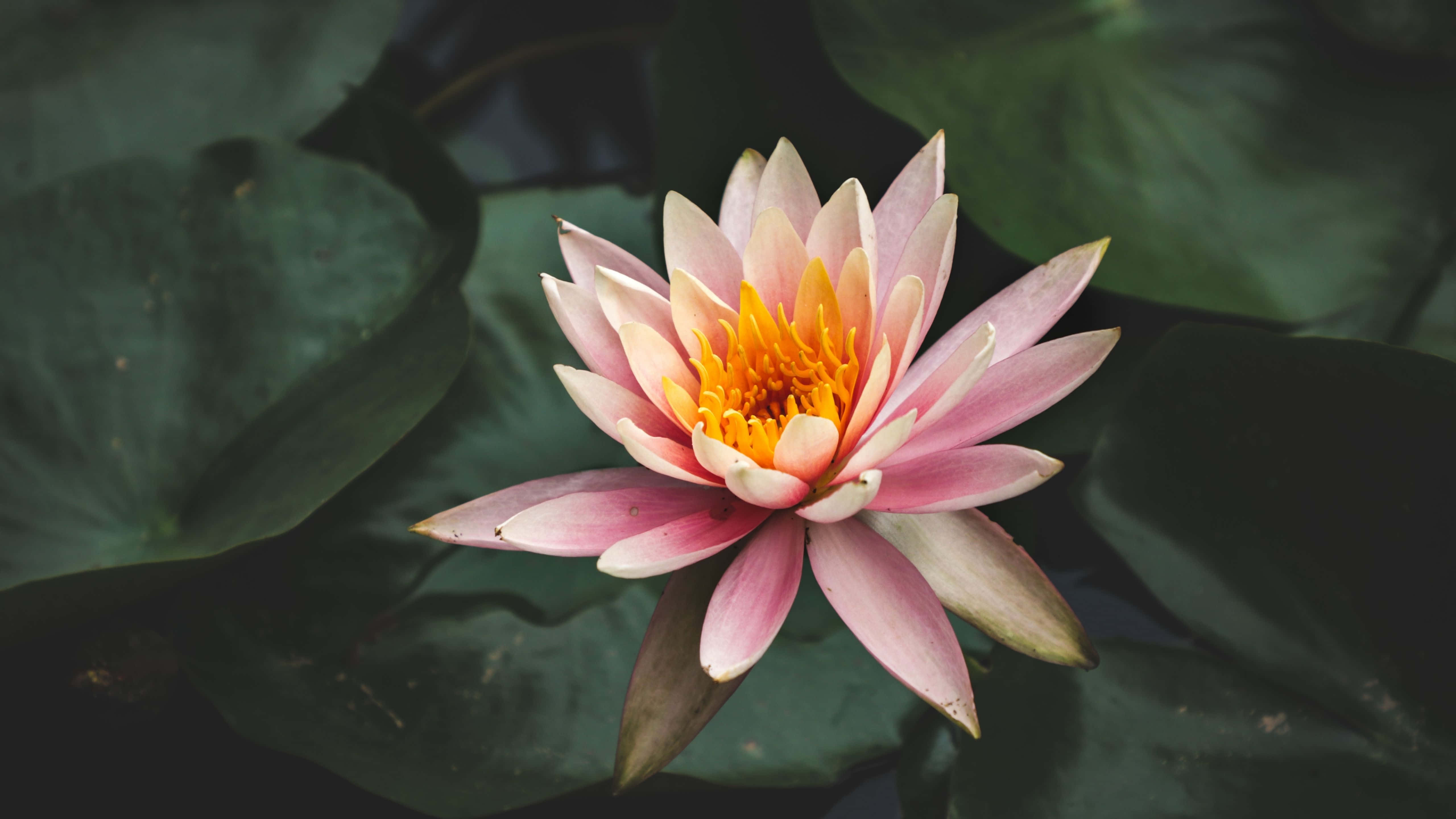 5120x2880, pink water lily, vibrant yellow center, 5K Desktop Wallpaper