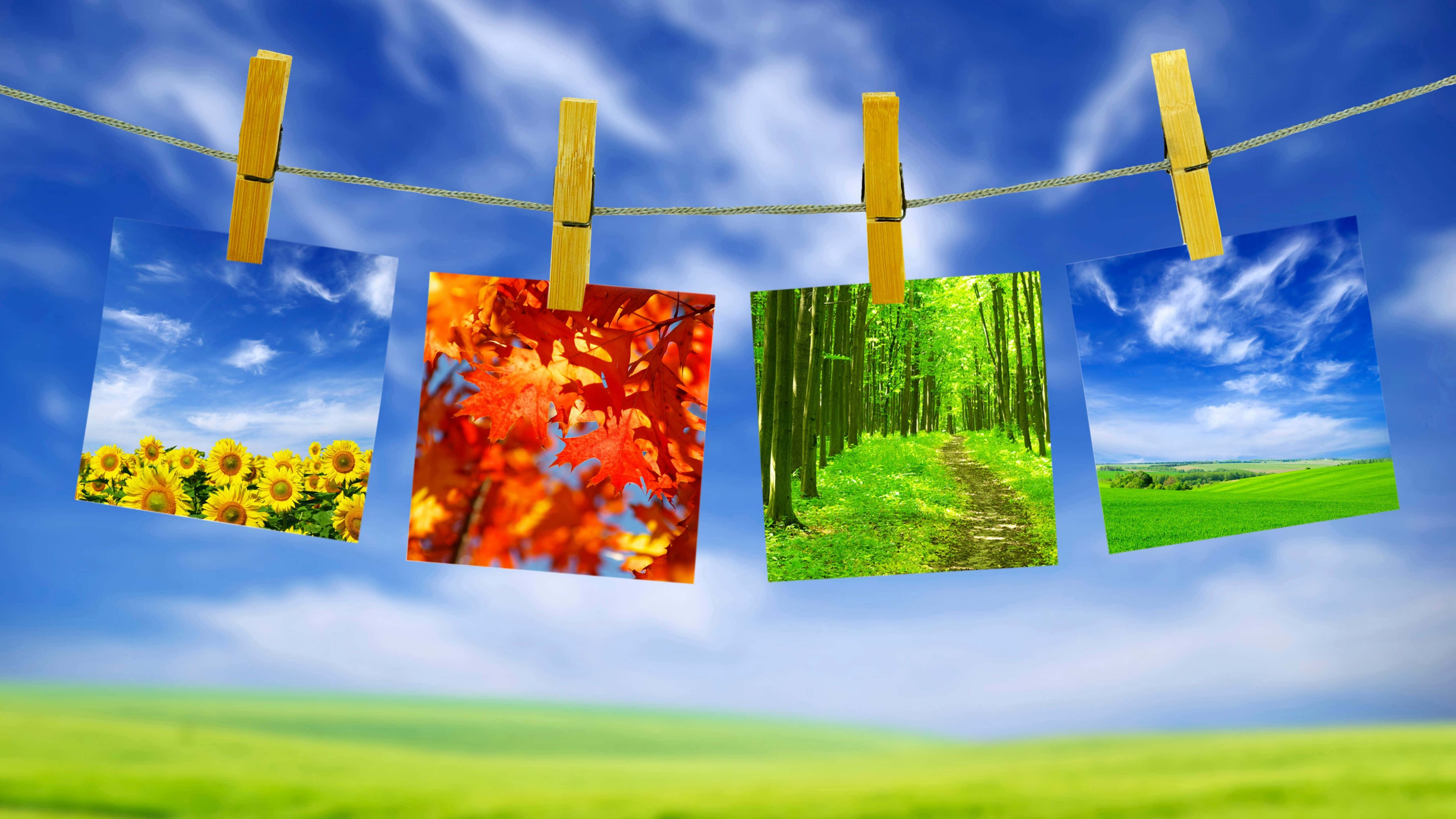5120x2880, sunflowers, autumn leaves, 5K Desktop Wallpaper