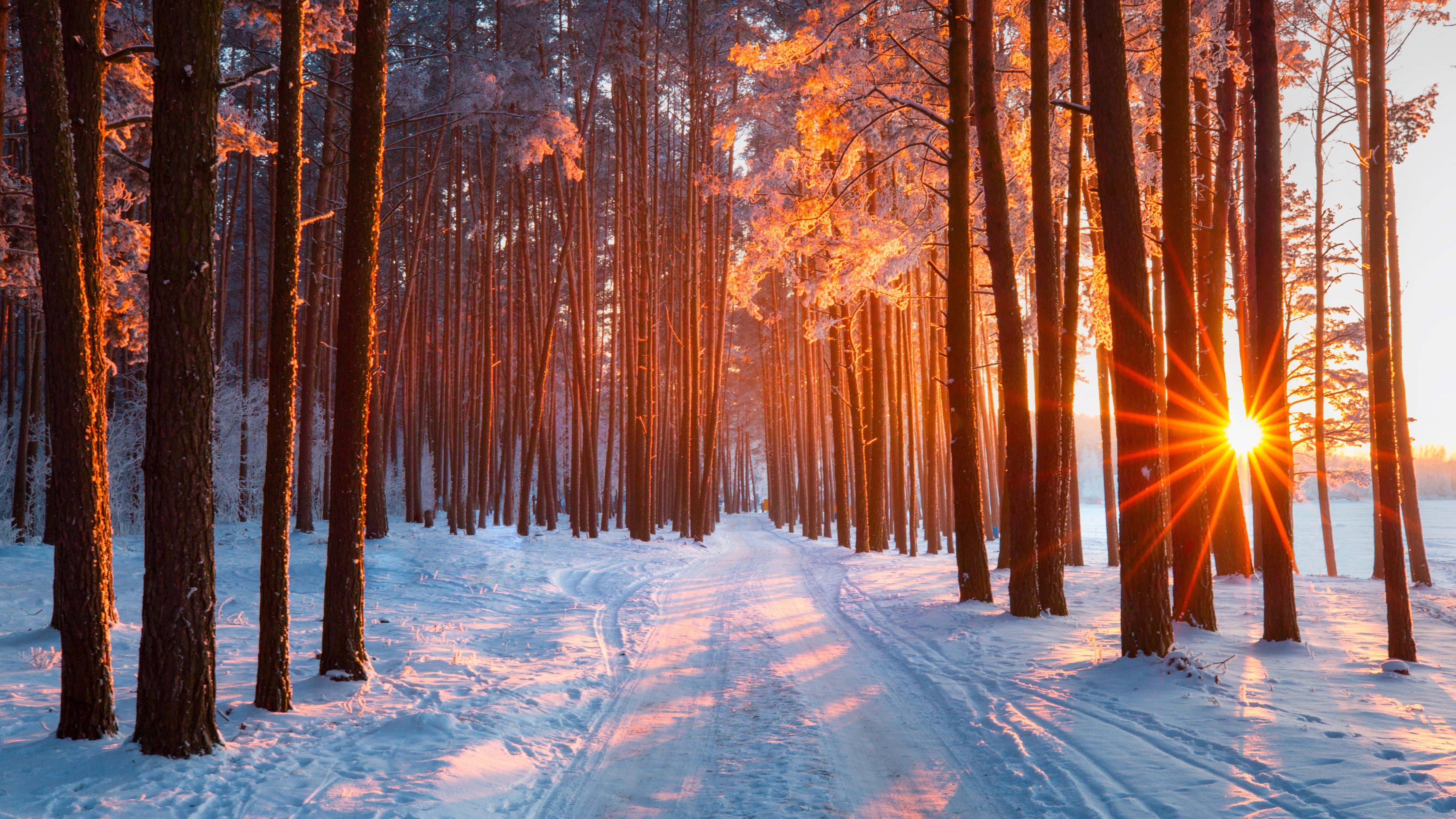 5120x2880, snow-covered path, forest, 5K Desktop Wallpaper