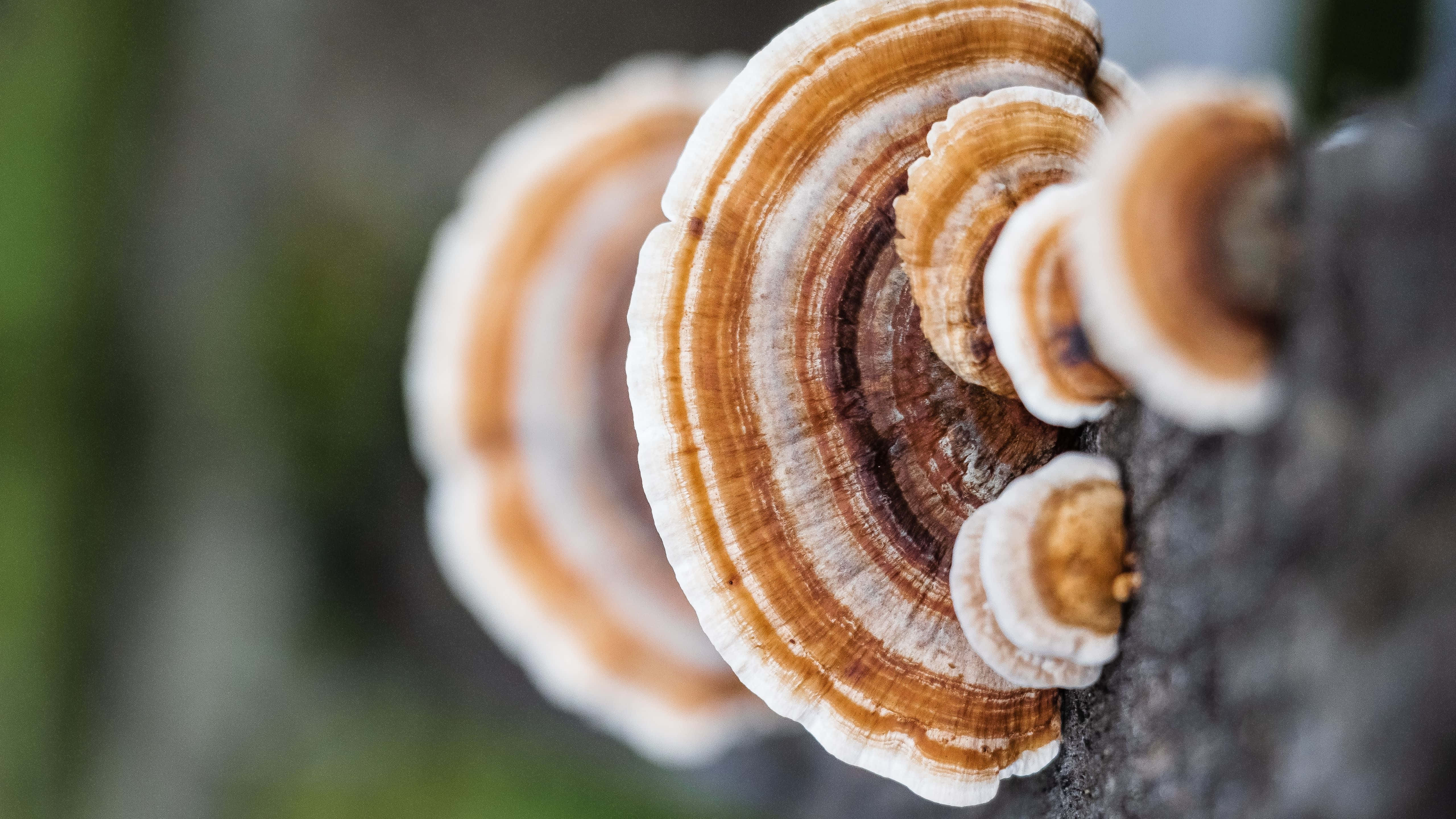 5120x2880, brown shelf fungi, white shelf fungi, 5K Desktop Wallpaper