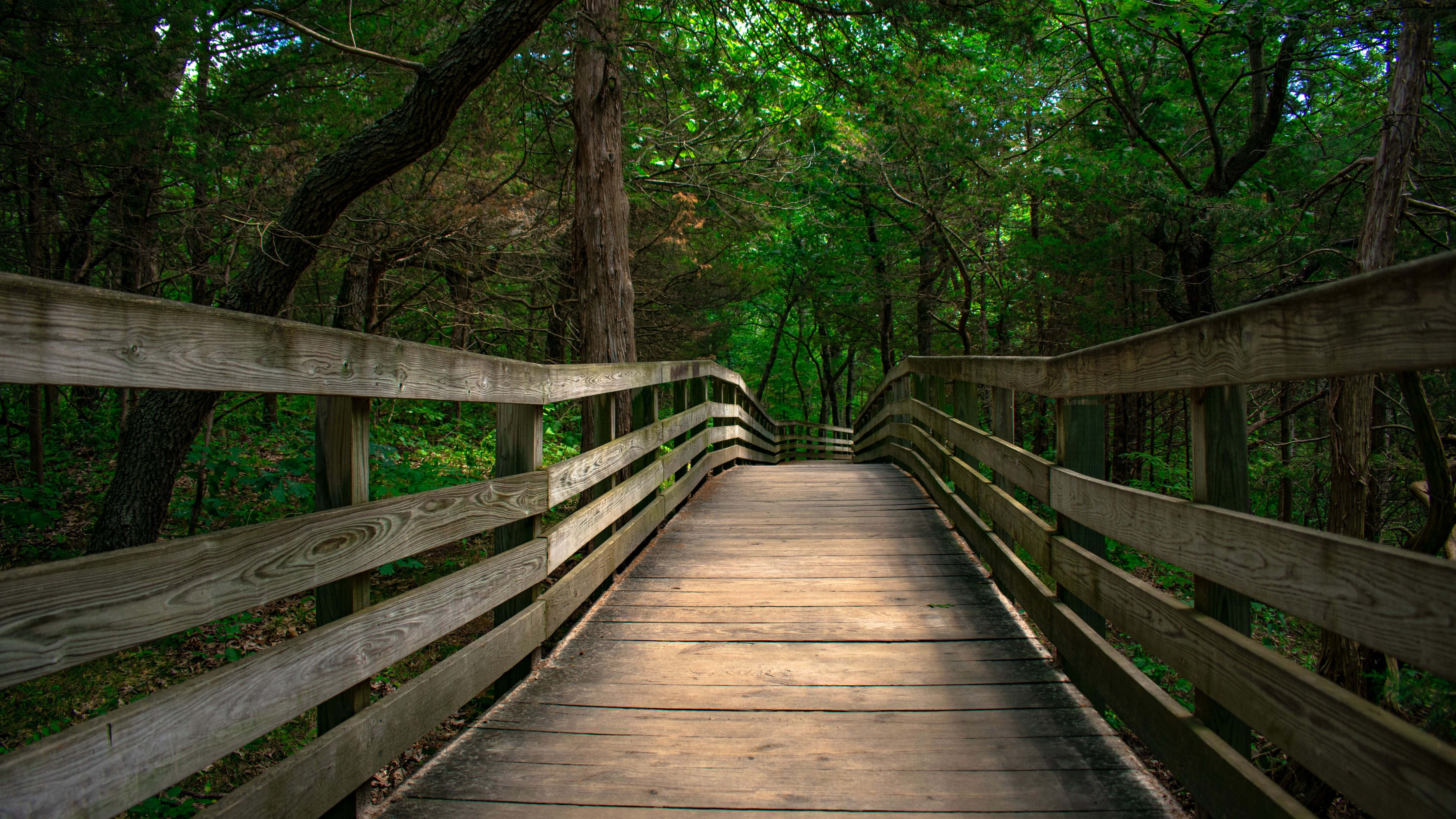 5120x2880, wooden boardwalk, dense green forest, 5K Desktop Wallpaper