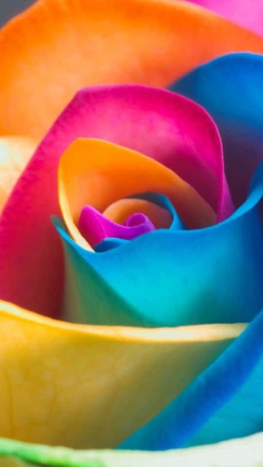 rainbow rose, swirling petals, vivid orange, SD Phone Wallpaper