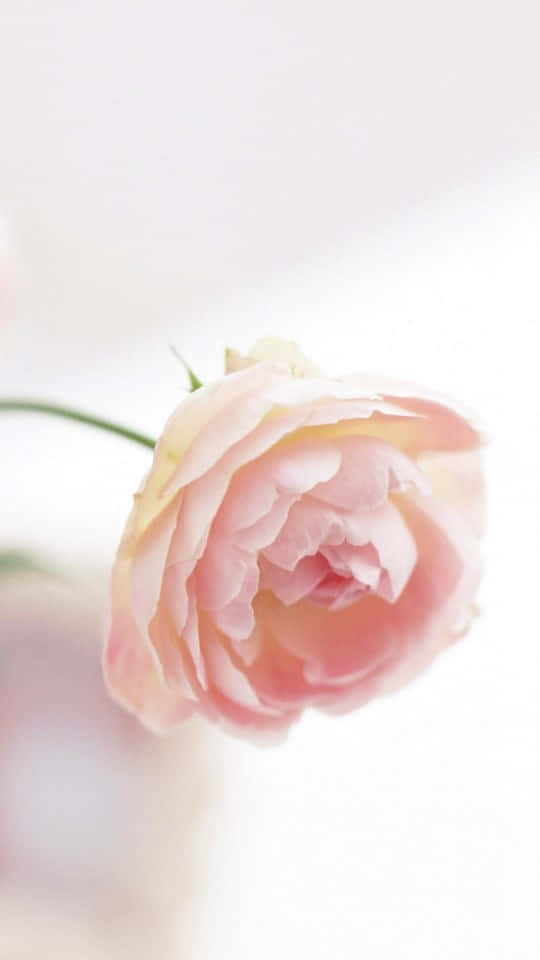 pink rose, vase, white background, SD Phone Wallpaper