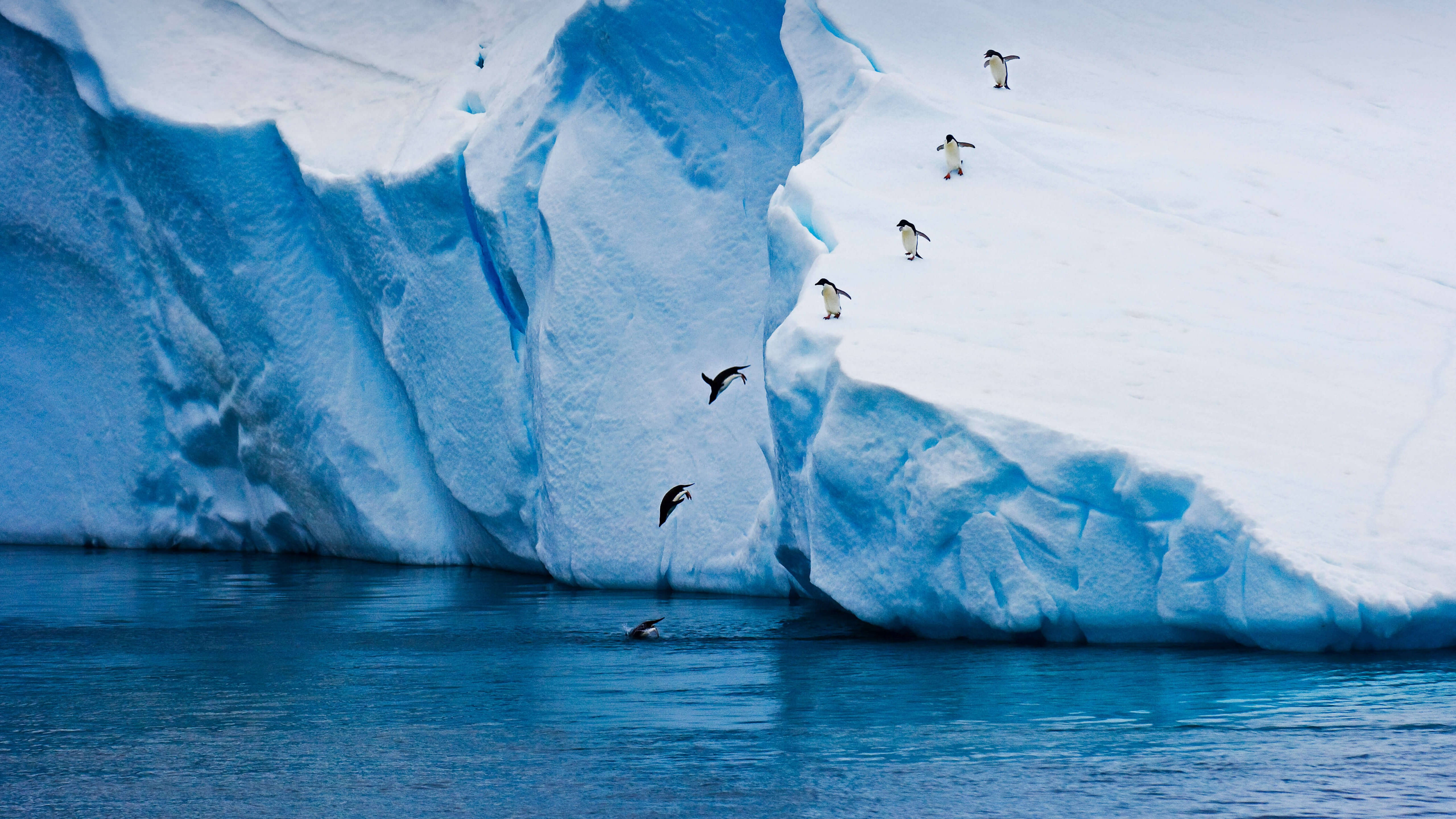 5K HD, penguins, towering blue iceberg, 5K Desktop Wallpaper