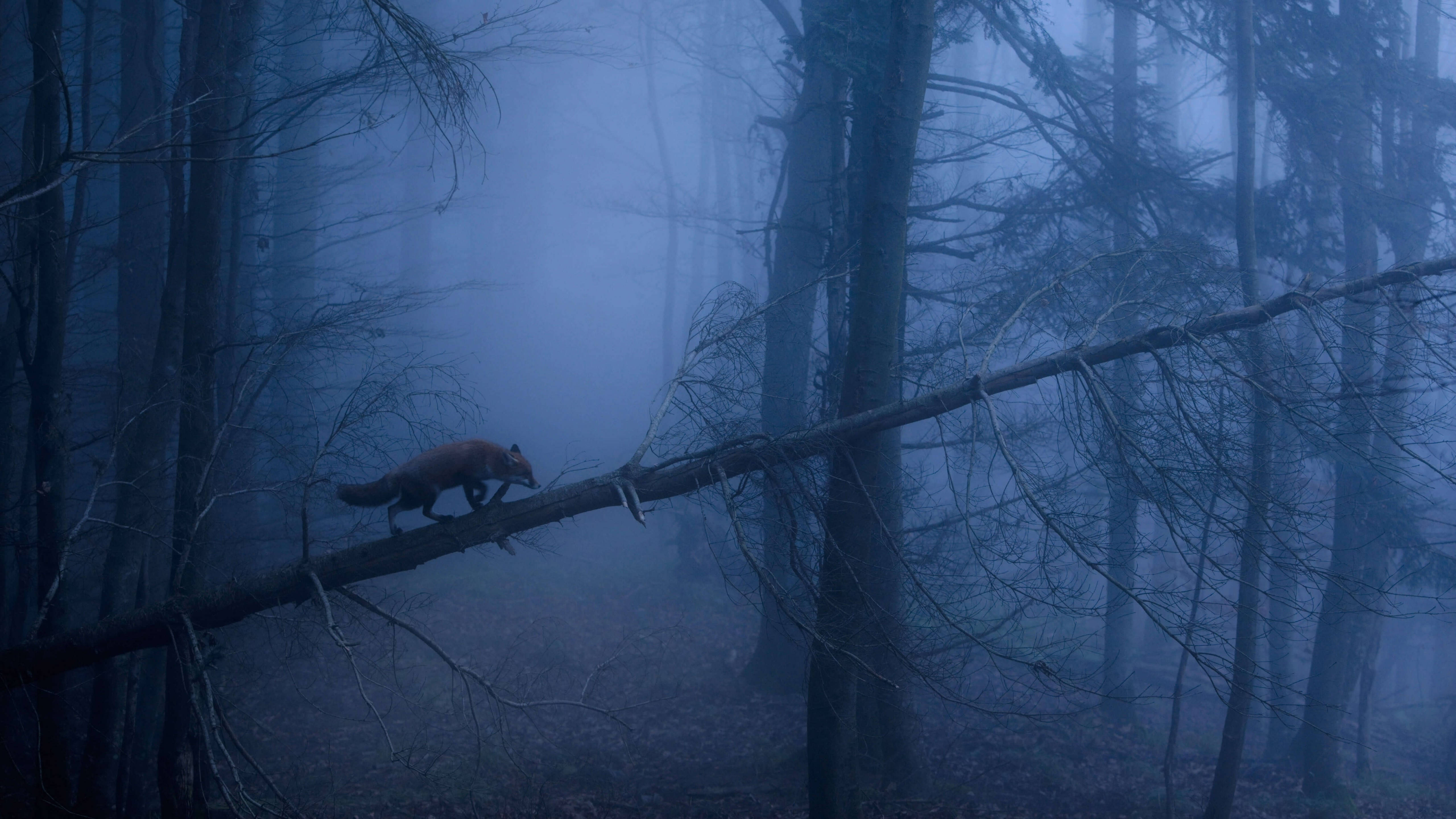 5K HD, foggy forest, red fox, 5K Desktop Wallpaper