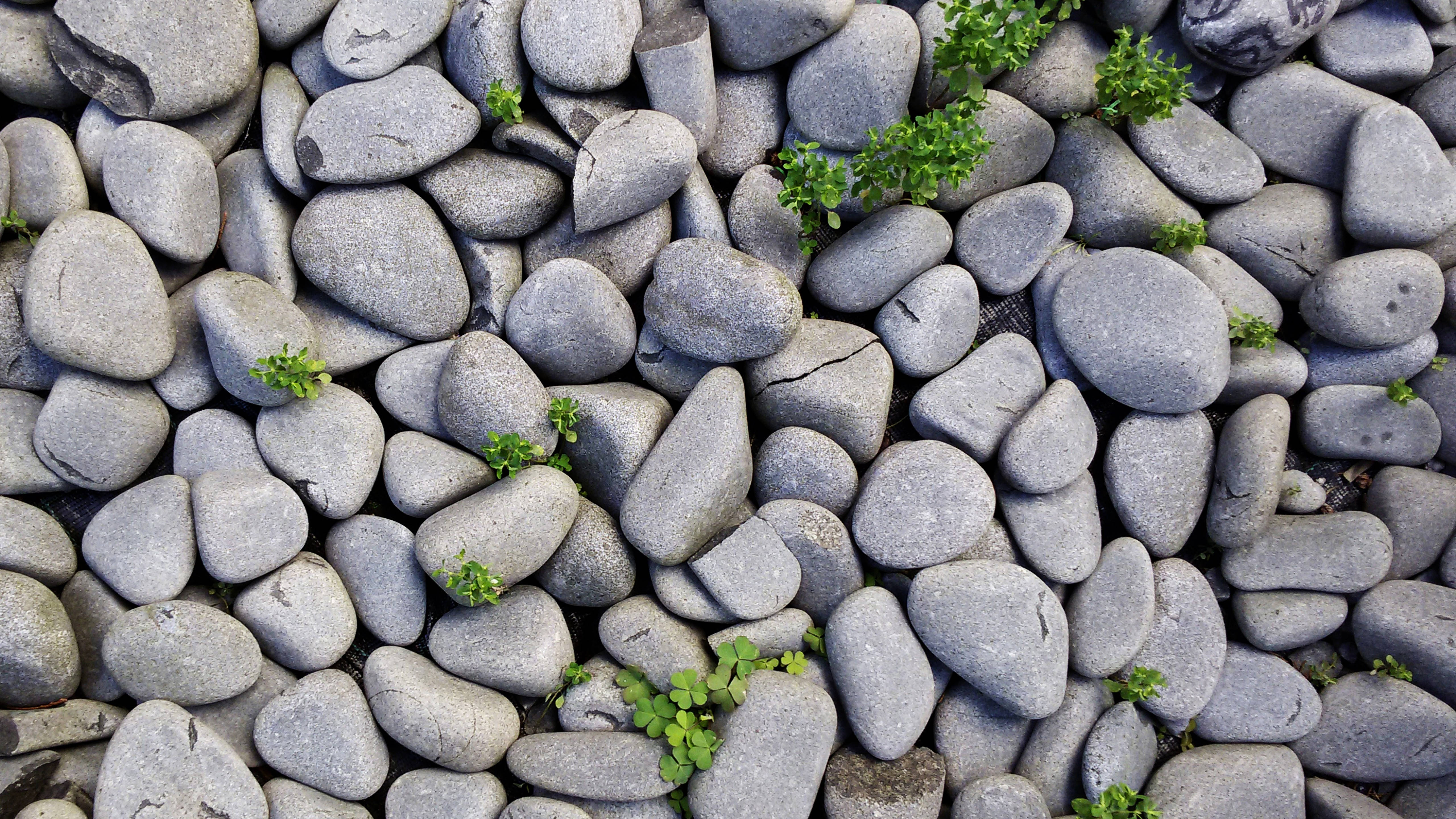5K HD Stones, smooth gray river rocks, tiny green plants, 5K Desktop Wallpaper