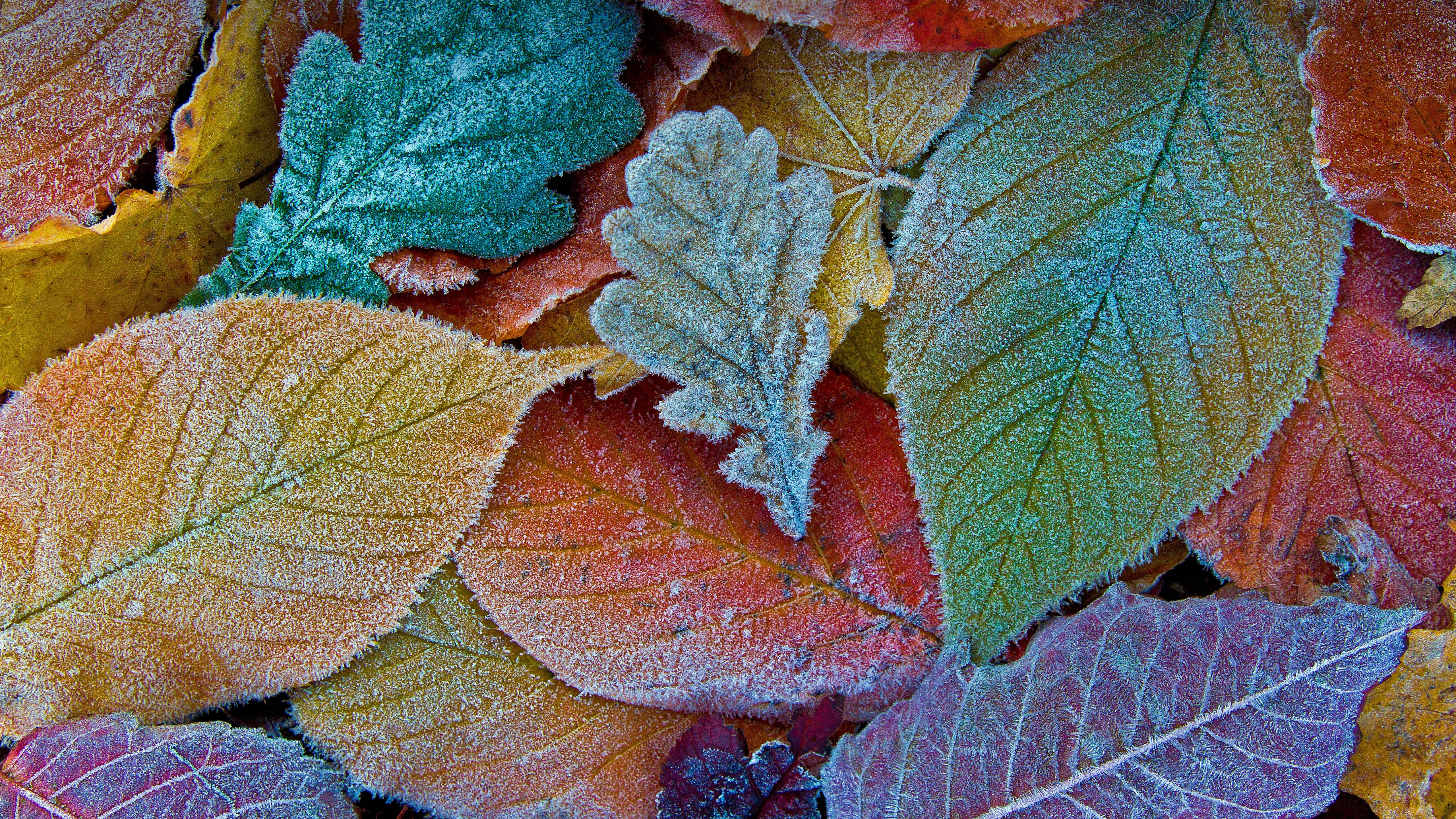 5K HD, frosted leaves, autumn leaves, 5K Desktop Wallpaper