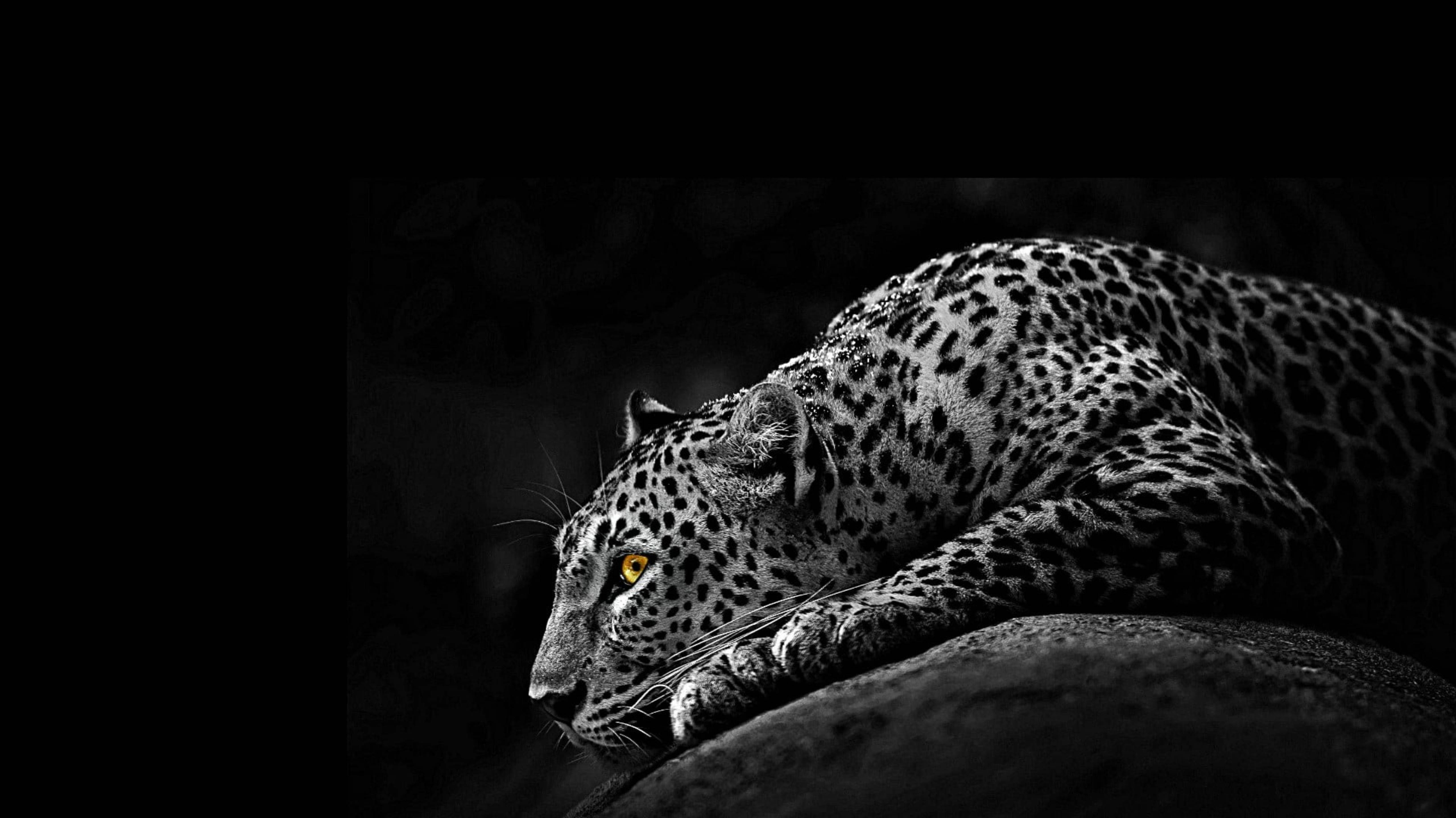 5K HD, monochrome, African leopard, 5K Desktop Wallpaper