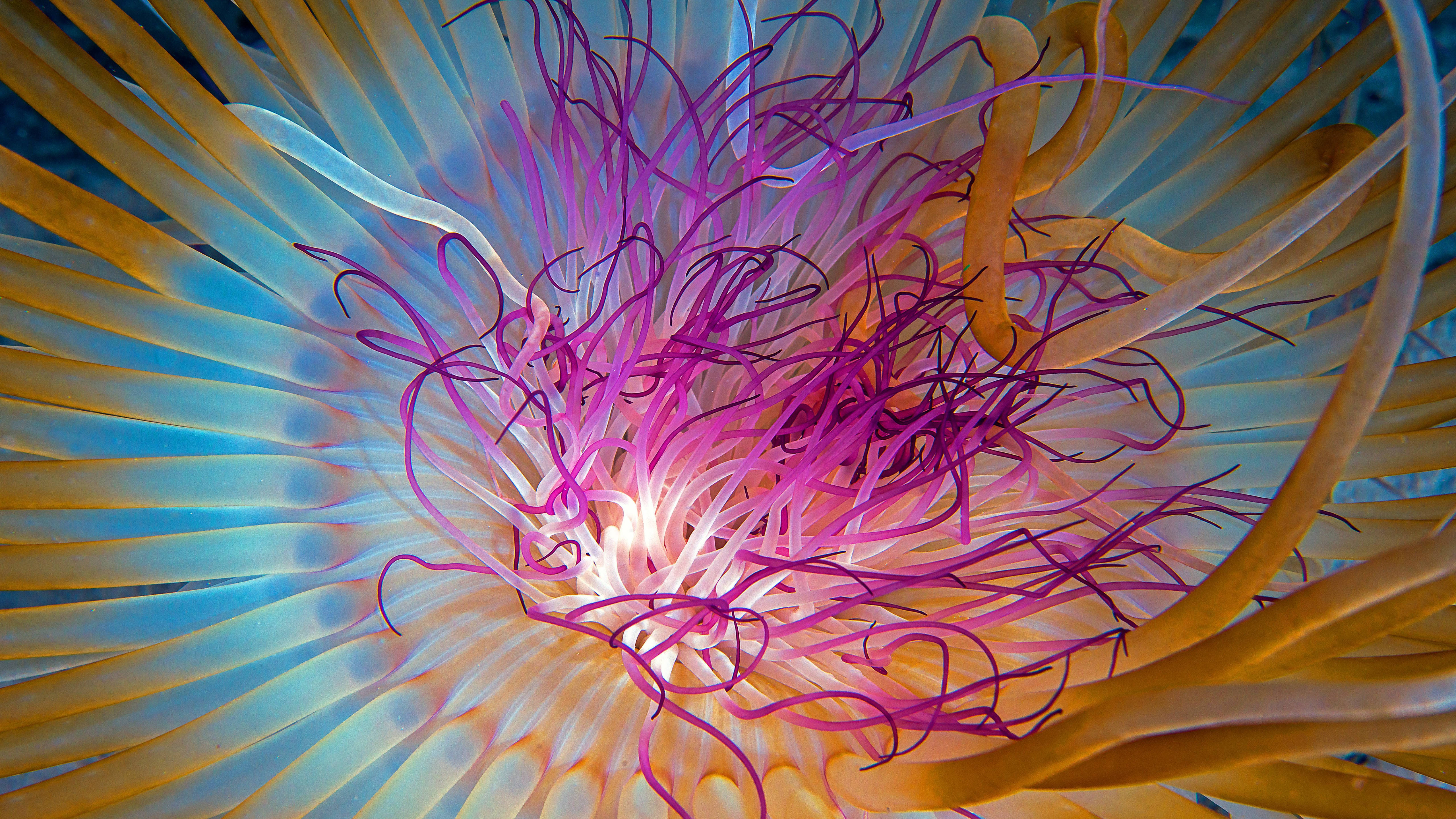5K HD, jellyfish tentacles, glowing purple tentacles, 5K Desktop Wallpaper