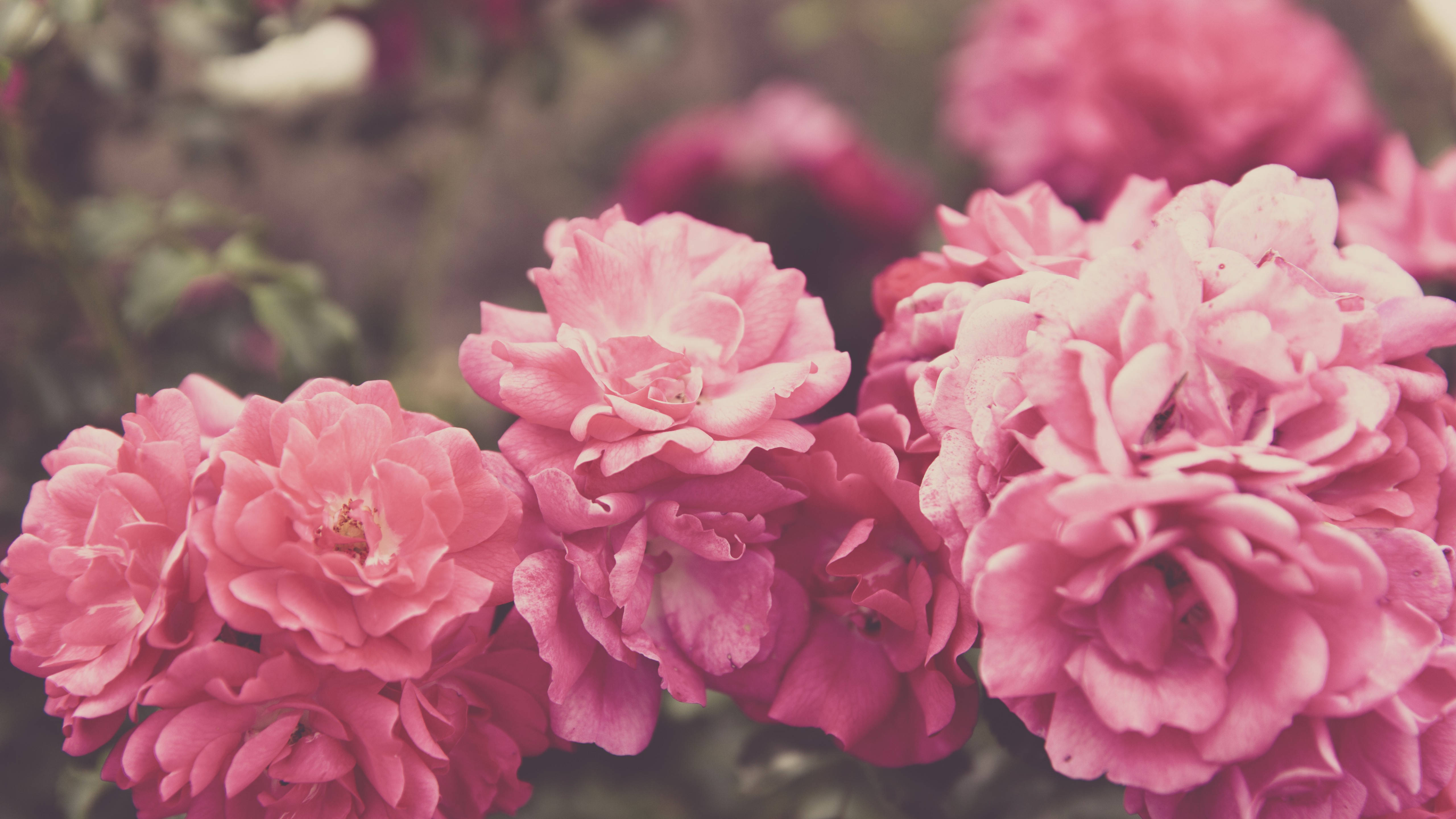 5K HD, pink roses, soft pink roses, 5K Desktop Wallpaper
