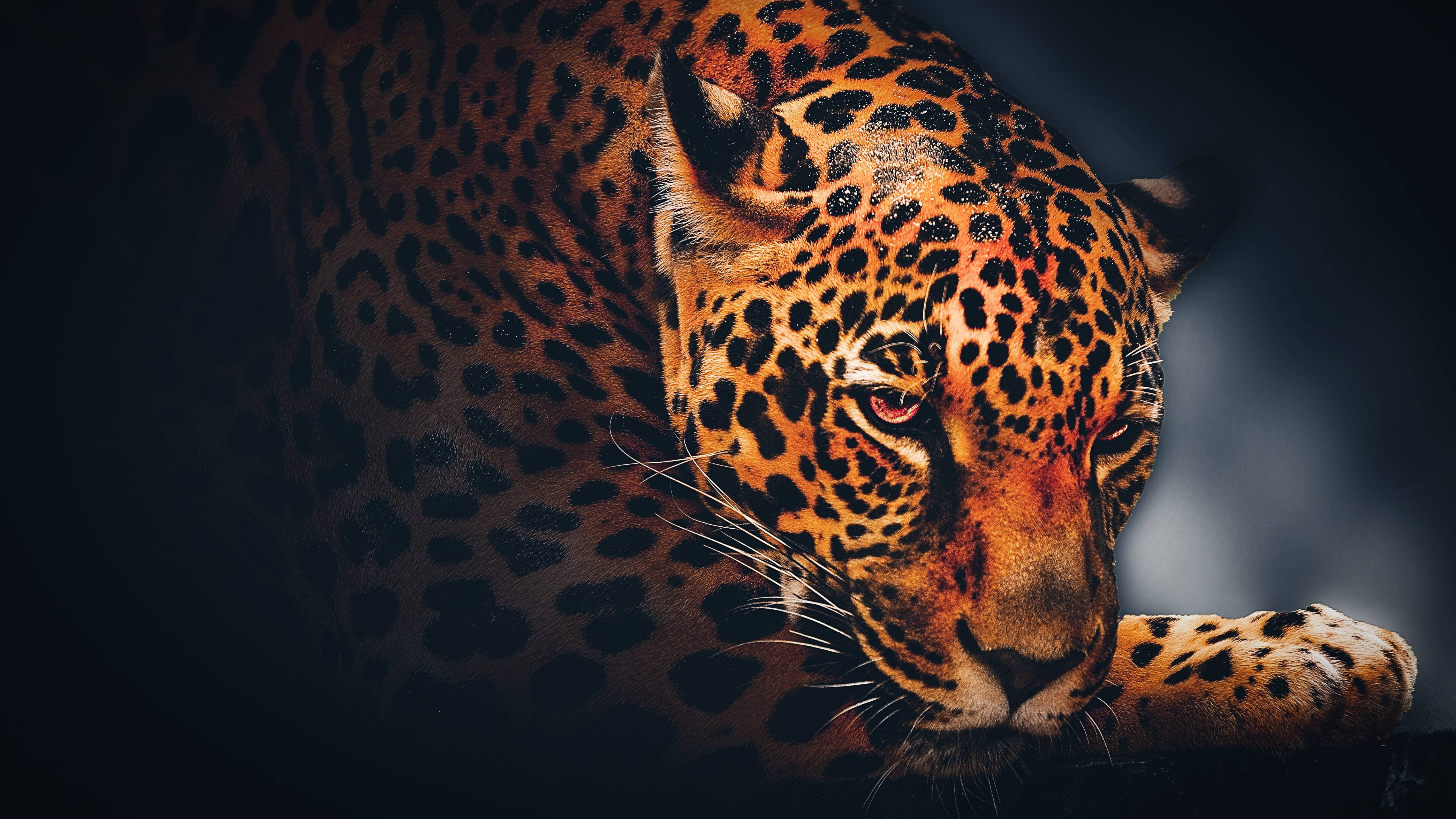 jaguar, amber eyes, golden spotted fur, 5K Desktop Wallpaper