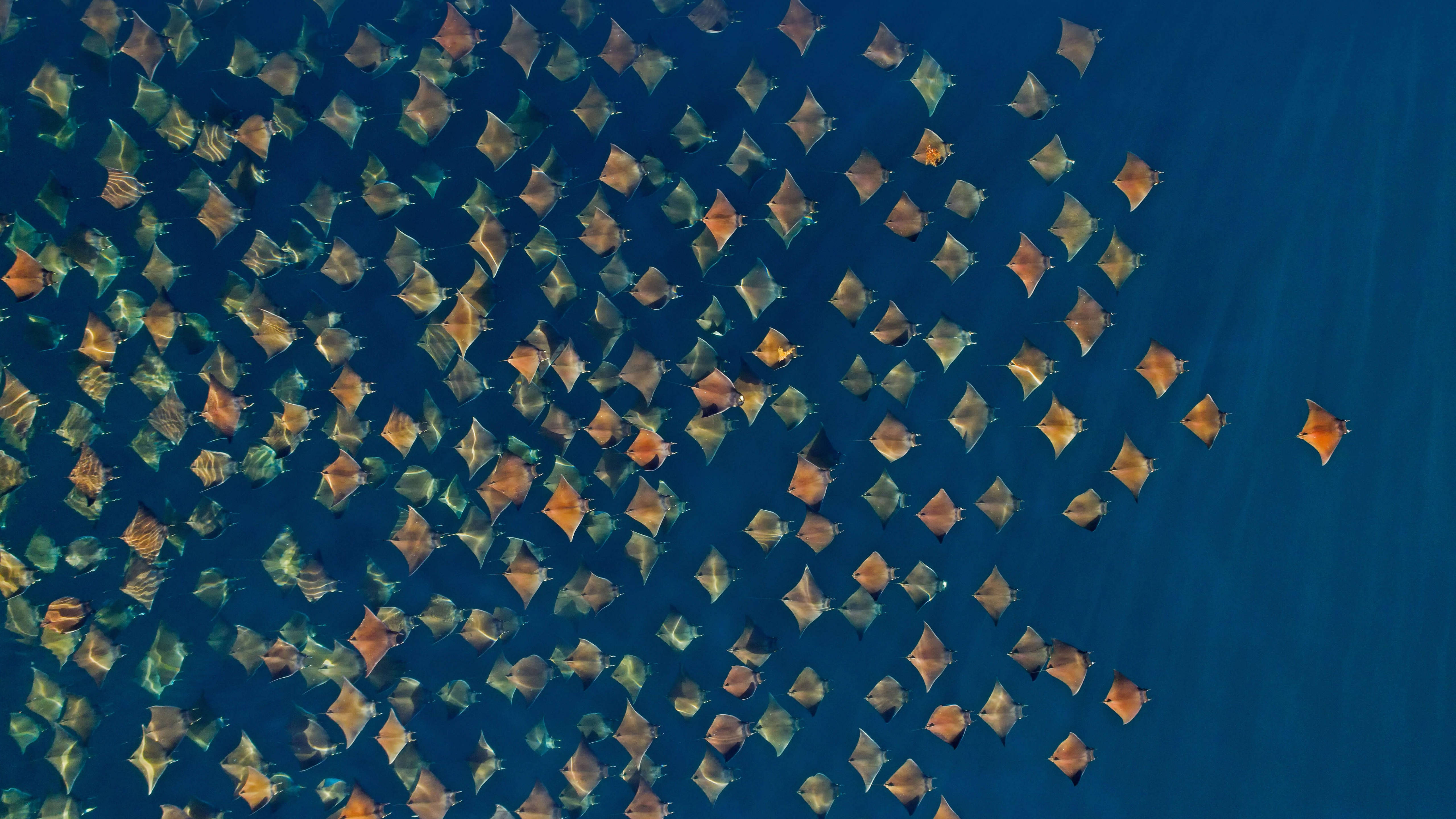 5K HD, school of rays, orange-brown rays, 5K Desktop Wallpaper