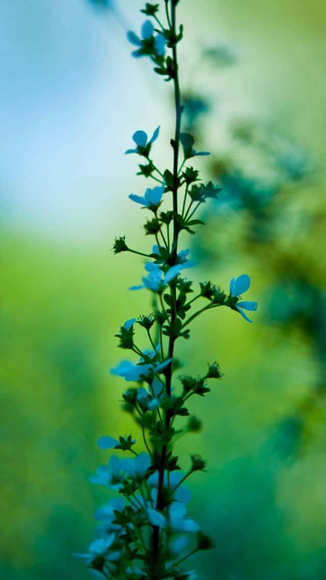 640x1136, slender stem, delicate blue flowers, SD Phone Wallpaper