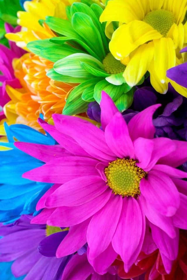 tropical sunset, multicolored daisies, electric pink, SD Phone Wallpaper