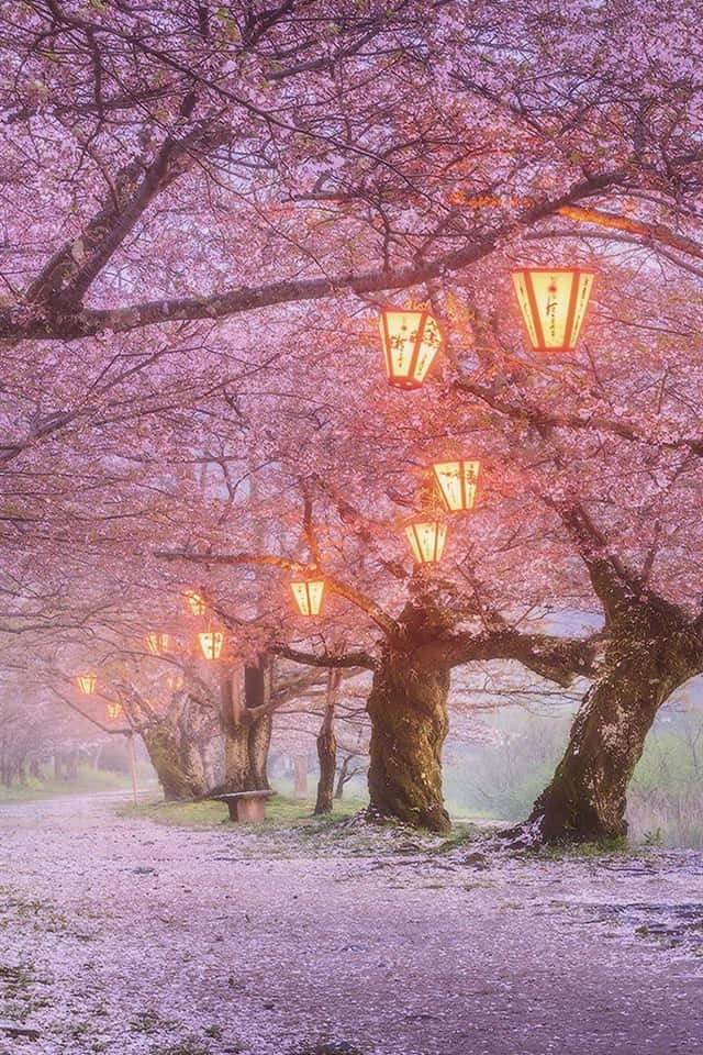 640x960, cherry blossom trees, warm lanterns, SD Phone Wallpaper