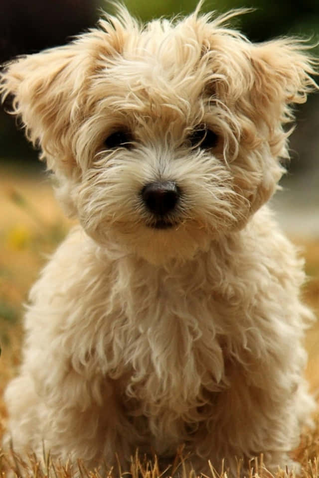 640x960, fluffy cream-colored puppy, big dark eyes, SD Phone Wallpaper