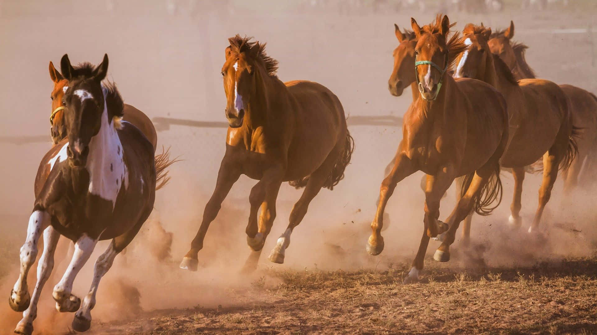 7 Horses, herd of wild horses, mid-gallop, Full HD Desktop Wallpaper