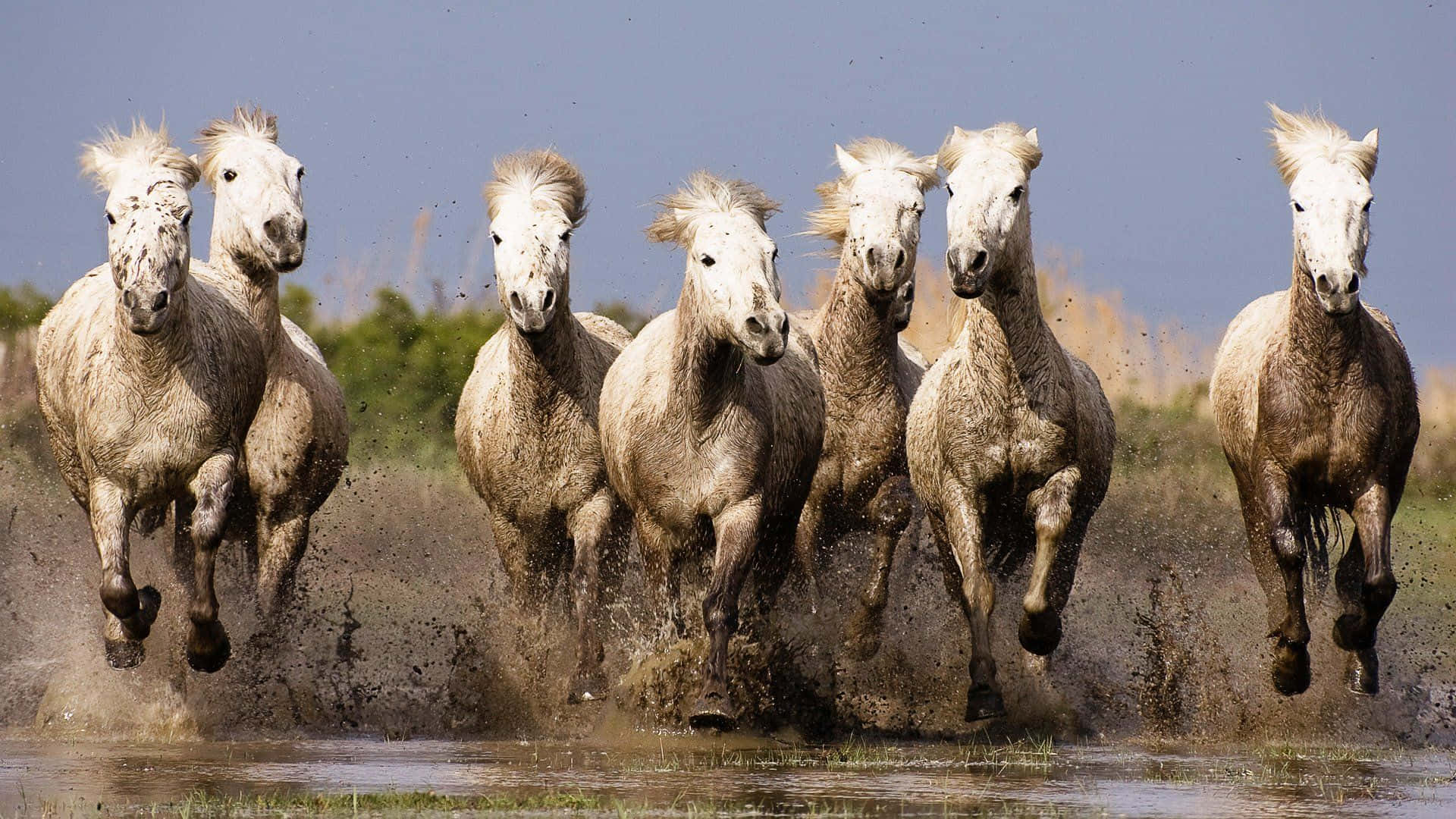 7 white horses, mud, shallow water, Full HD Desktop Wallpaper