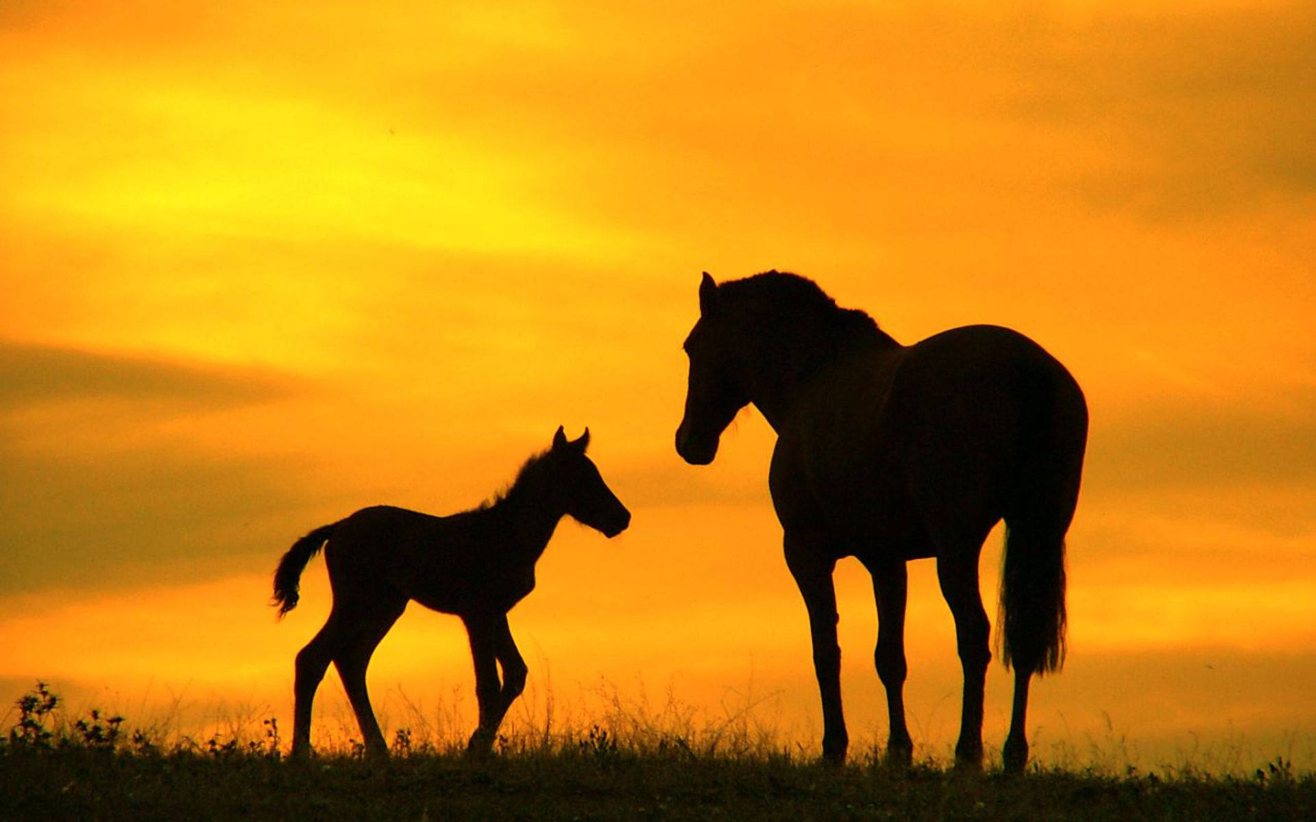 mare, foal, fiery orange sunset sky, Full HD Desktop Wallpaper
