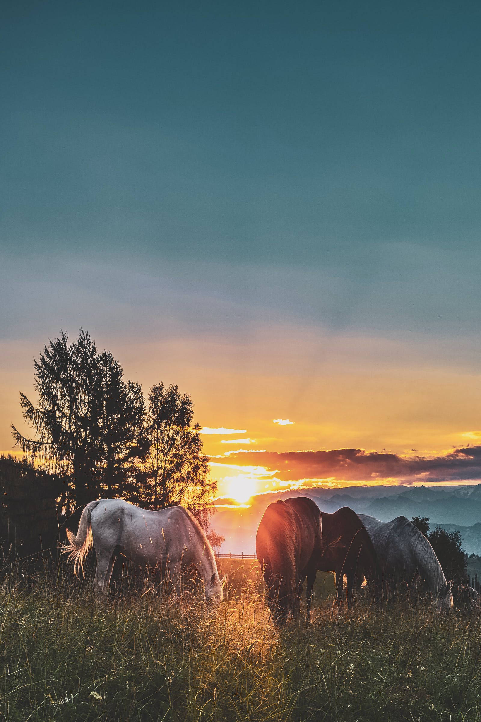 horses, sunlit meadow, golden sunset, Full HD Phone Wallpaper