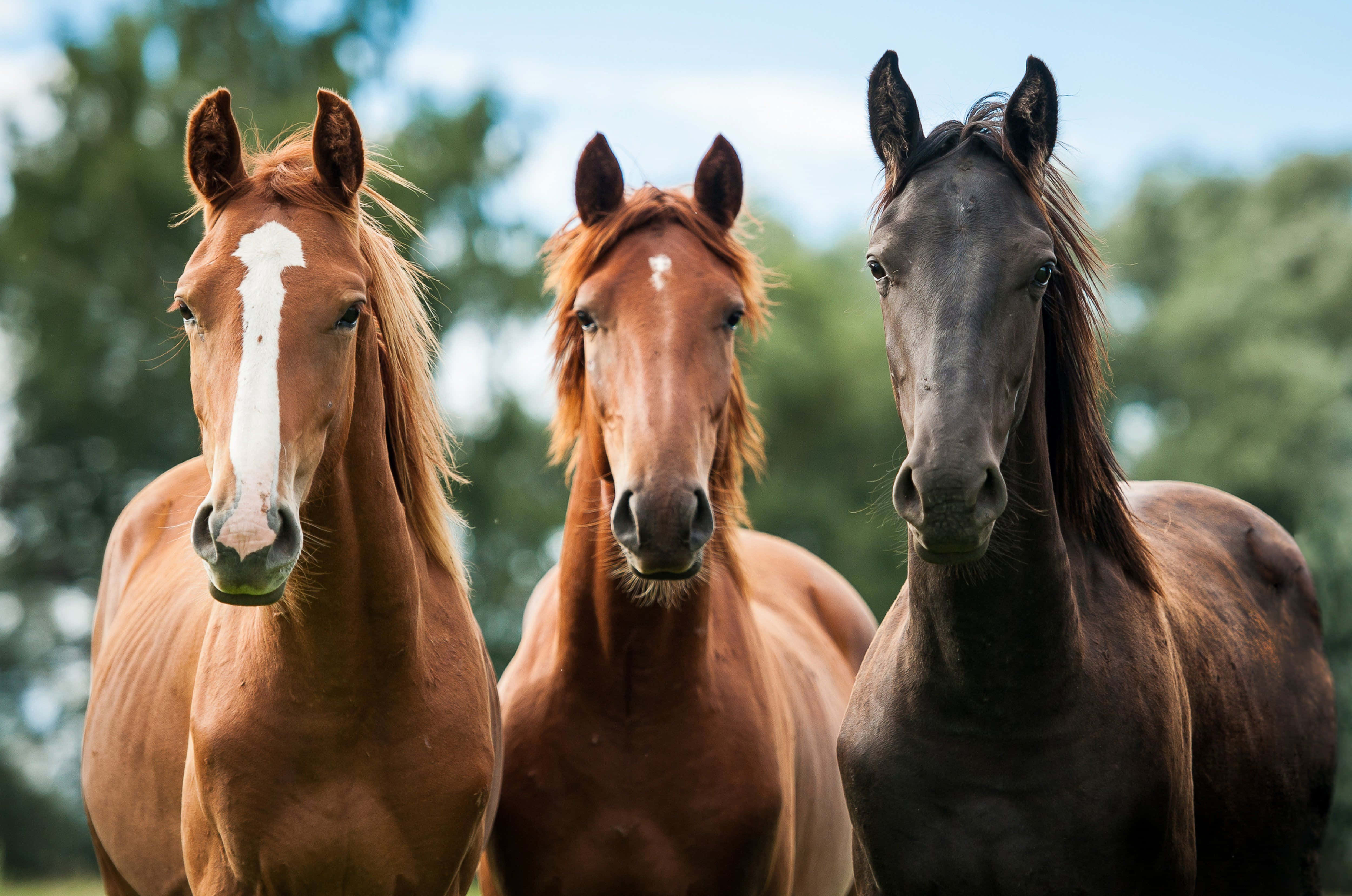 Three Horses, outdoors, soft green forest backdrop, 4K Desktop Wallpaper