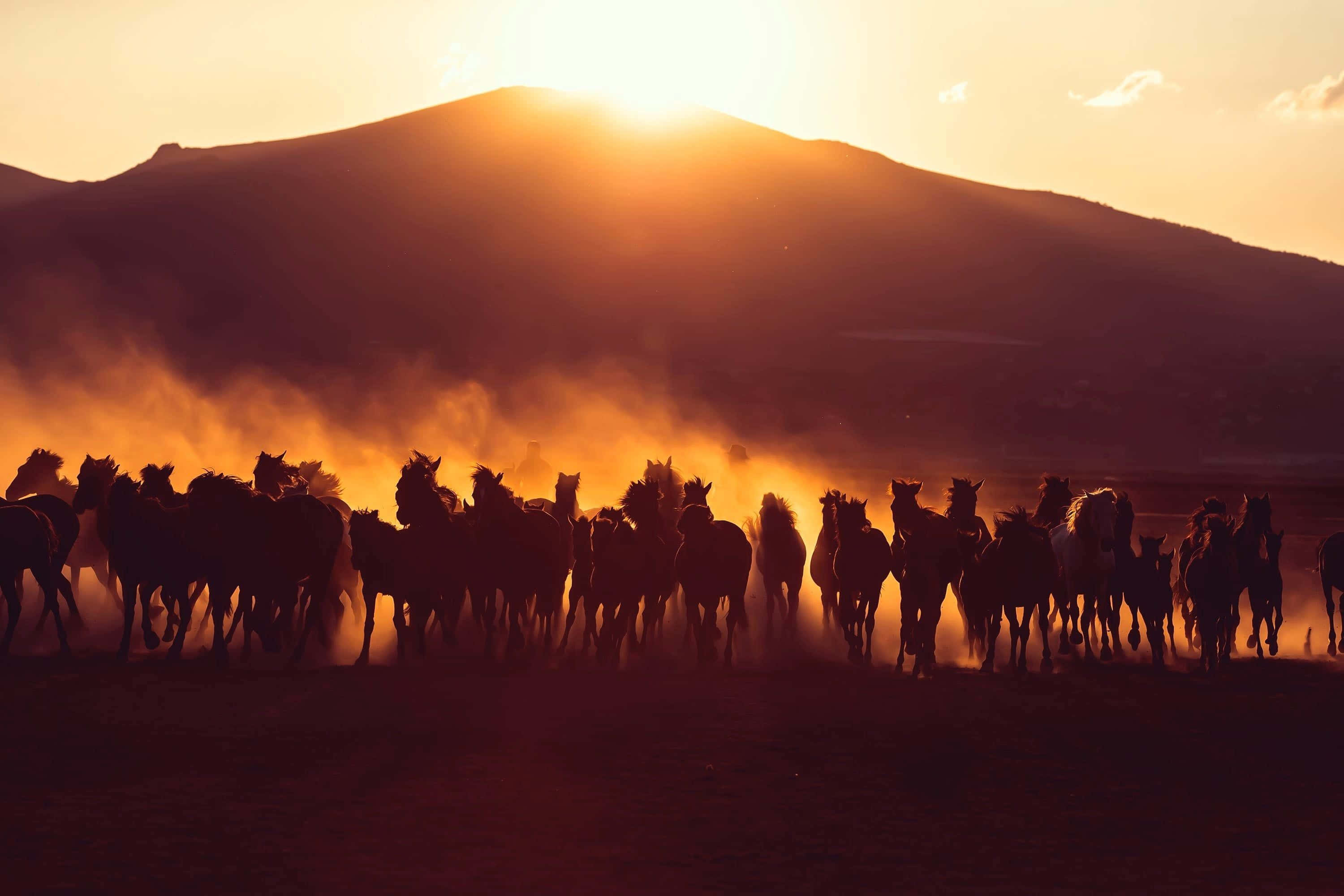 sunset, silhouette, herd of horses, 2K Desktop Wallpaper