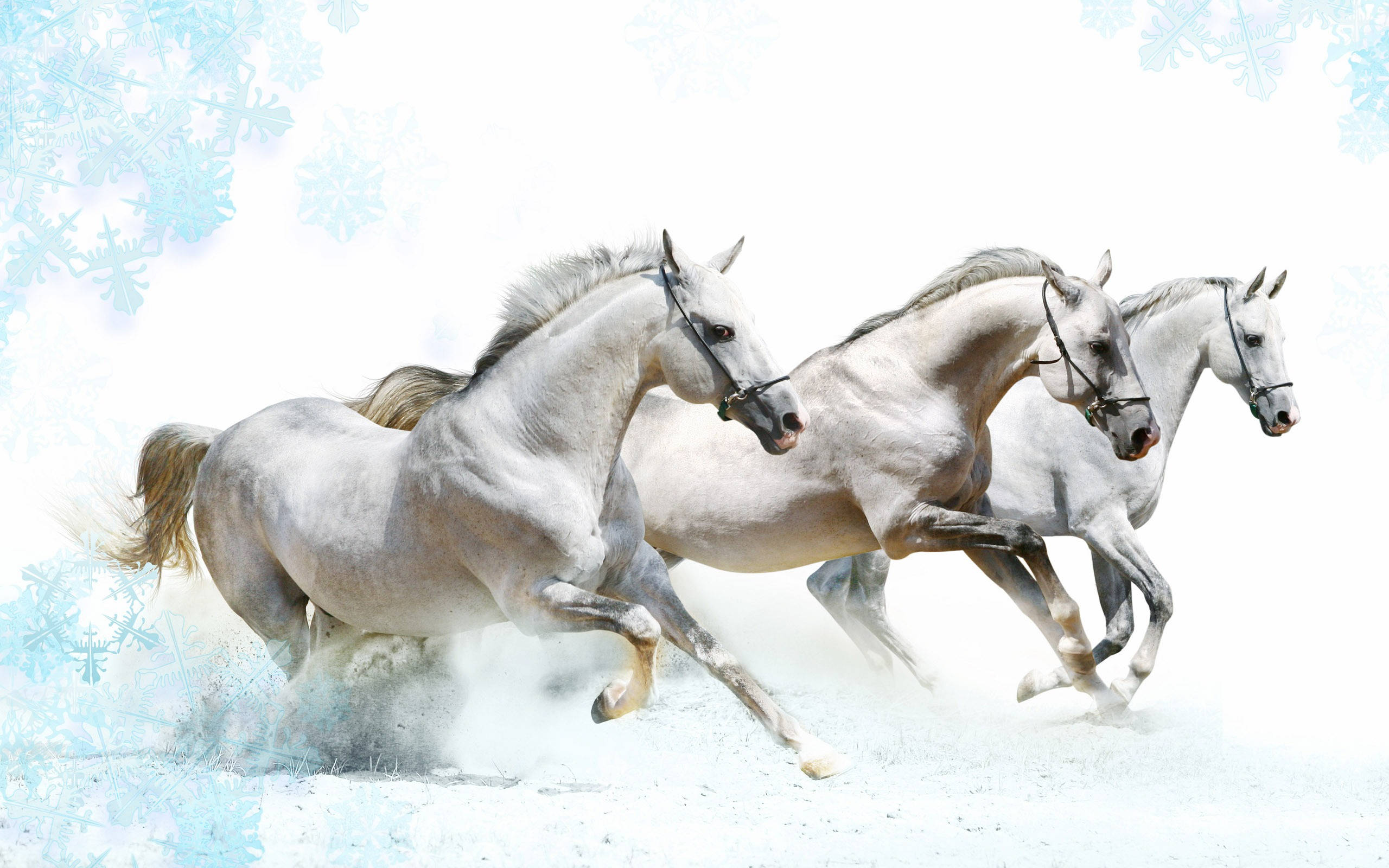 three racing white horses, snowy terrain, frosty snowflakes, 2K Desktop Wallpaper