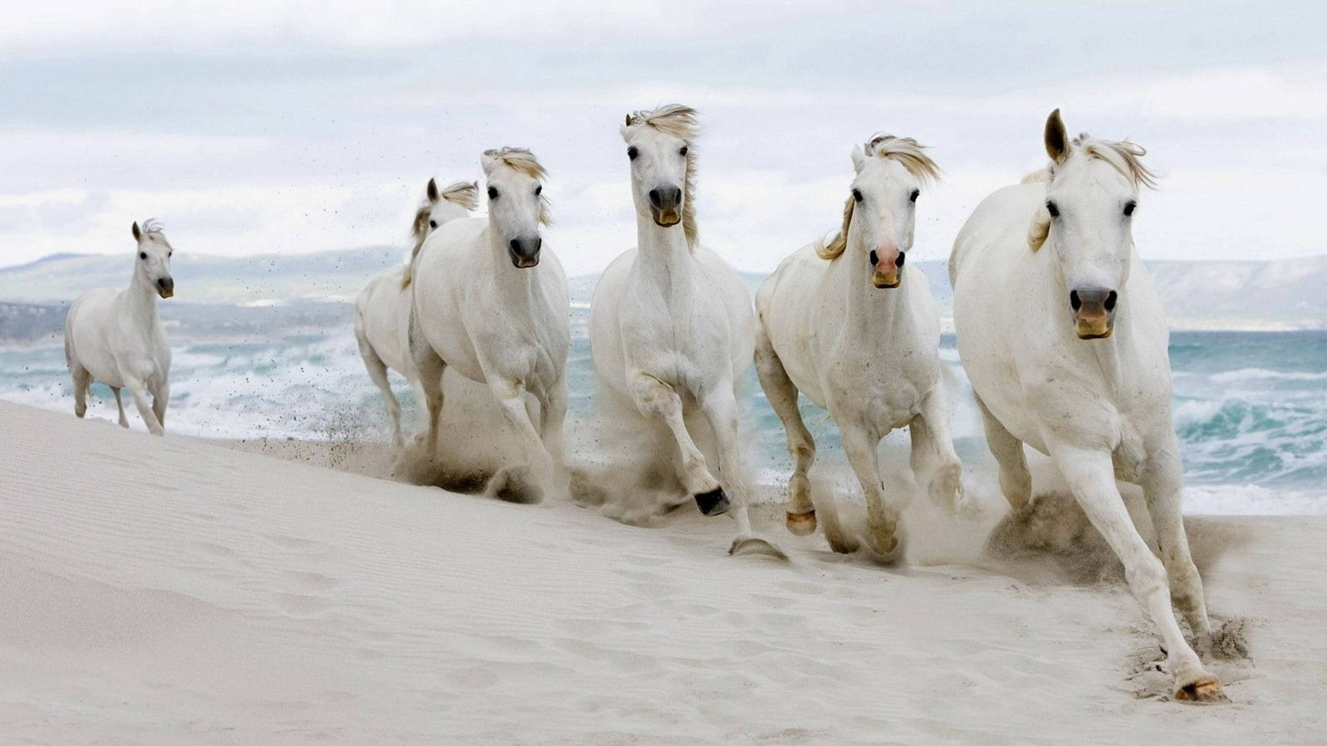 white horses, sandy beach, ocean waves, Full HD Desktop Wallpaper