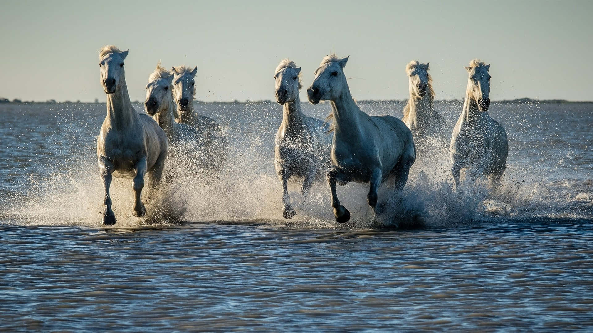 7 white horses, shallow water, splashing droplets, Full HD Desktop Wallpaper