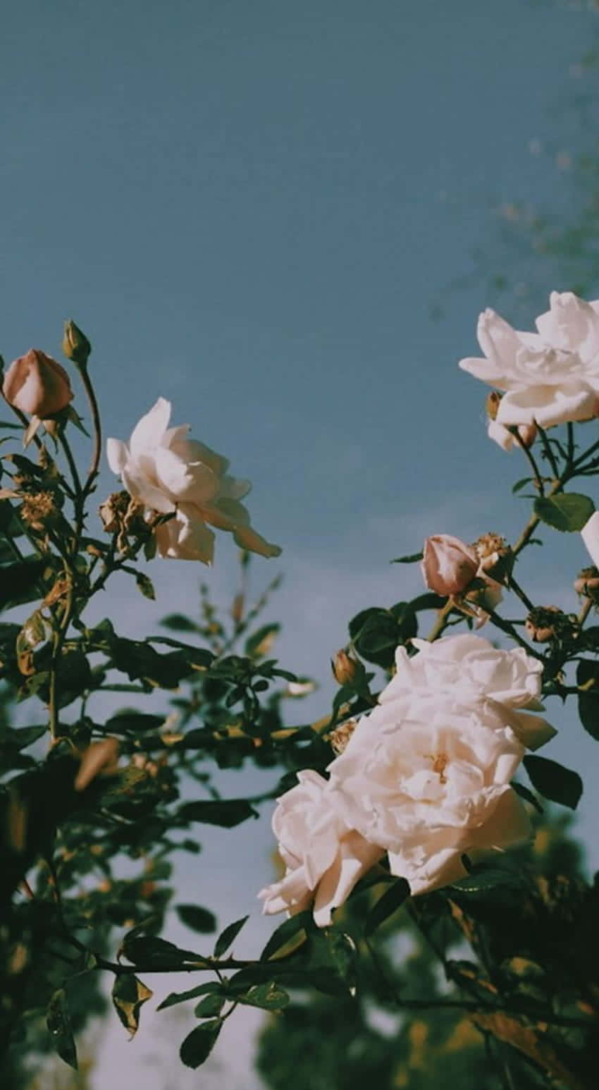vintage flower, soft white roses, clear blue sky, HD Phone Wallpaper