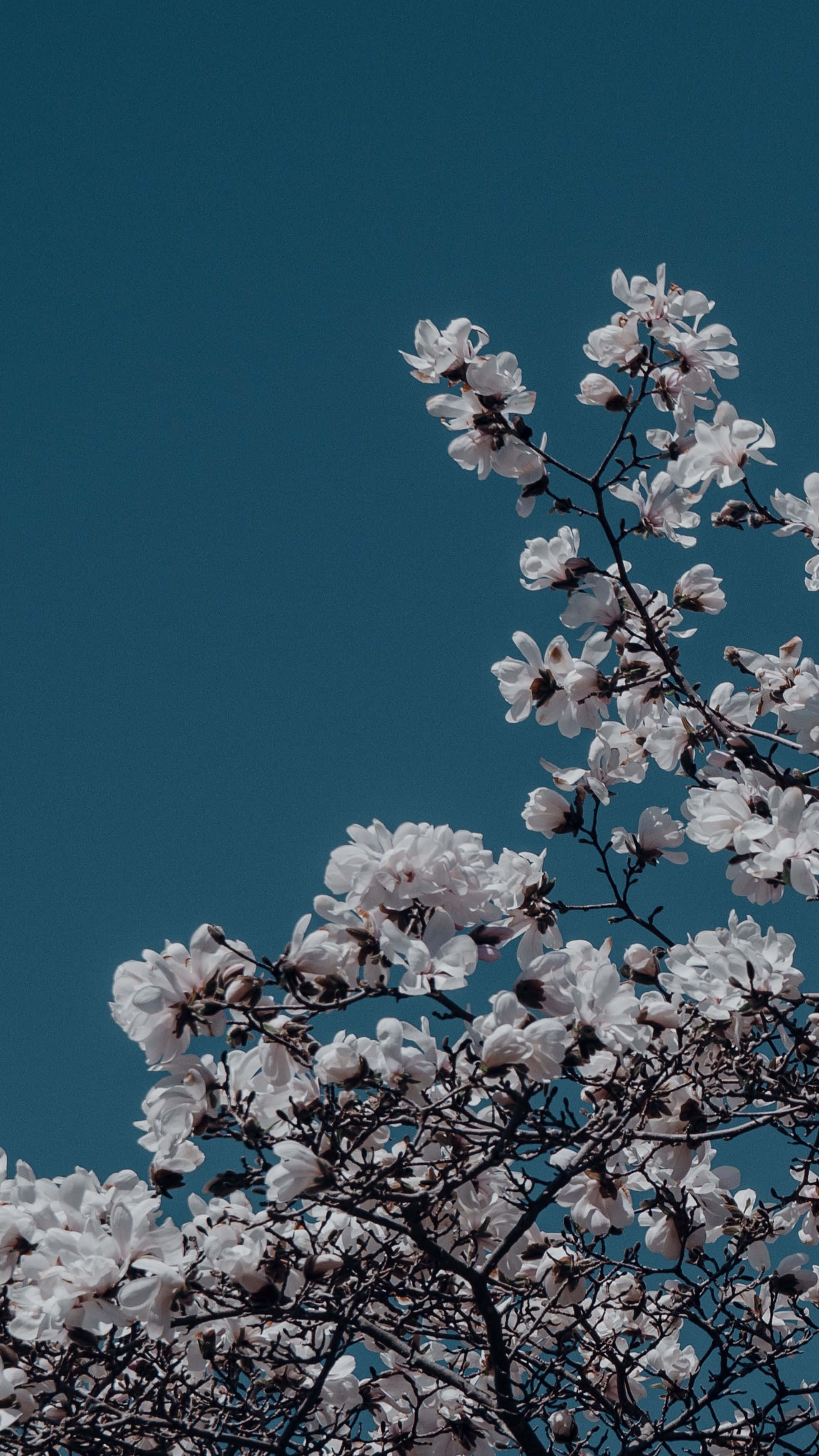 White magnolia blossoms, deep teal sky, minimalist spring scene, 2K Phone Wallpaper