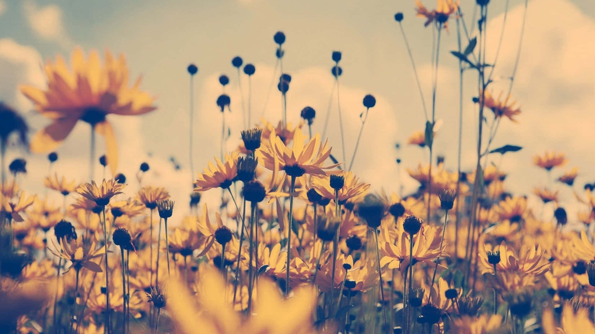 vintage yellow floral field, pastel aesthetic, golden daisies, Full HD Desktop Wallpaper