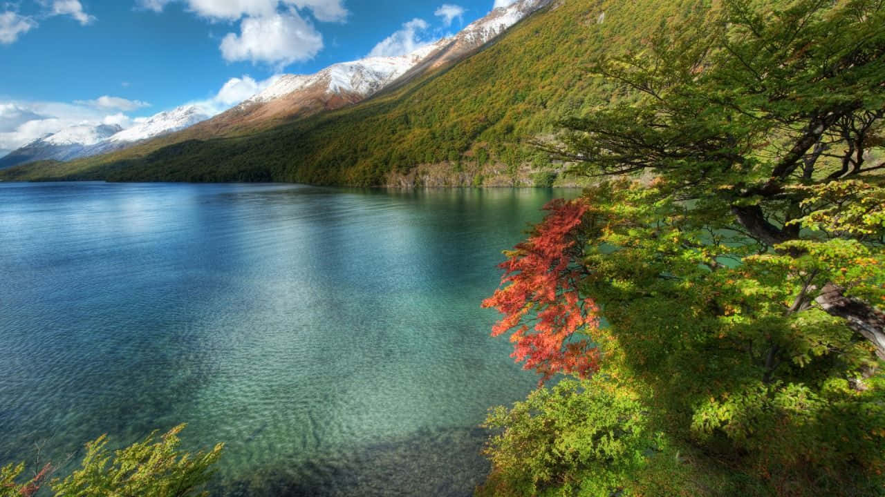 720p, autumn trees, vibrant red foliage, HD Desktop Wallpaper