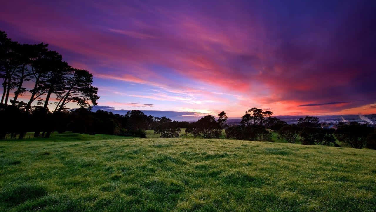 720p, vibrant purple and pink sunset, lush green field, HD Desktop Wallpaper