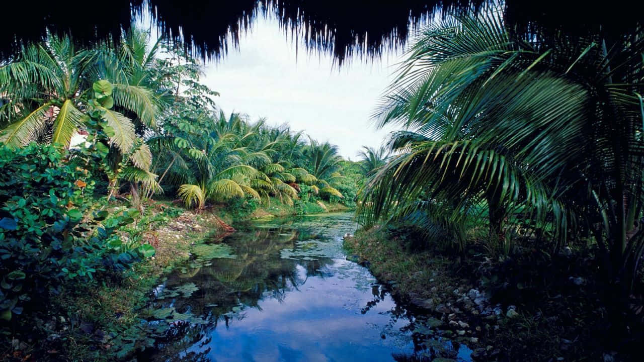 720p, HD Display Technology, tropical river, HD Desktop Wallpaper