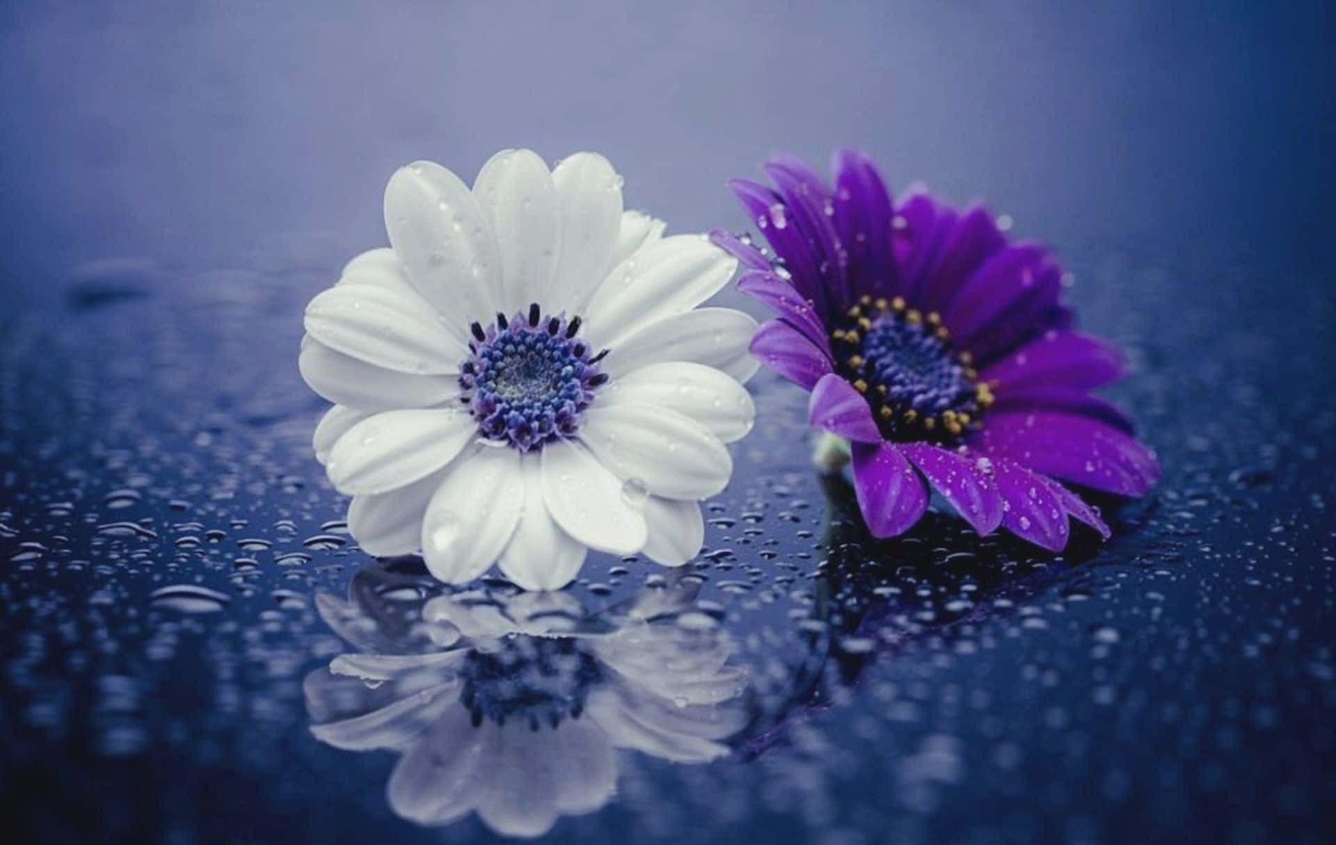 White and Purple Daisies, 720p, wet blue surface, Full HD Desktop Wallpaper