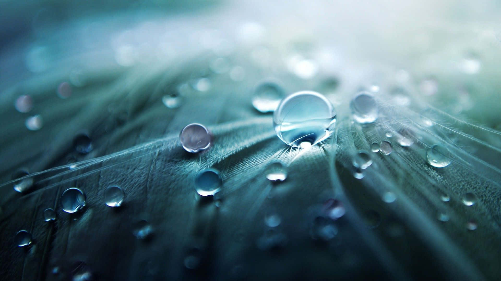 720p, water droplets, textured green leaf, Full HD Desktop Wallpaper