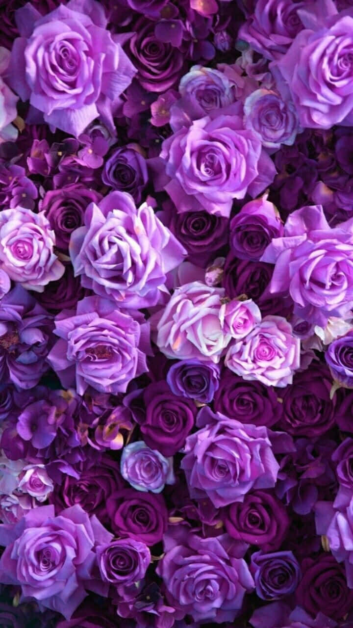 720x1280, vibrant purple roses, luxury resort, HD Phone Wallpaper