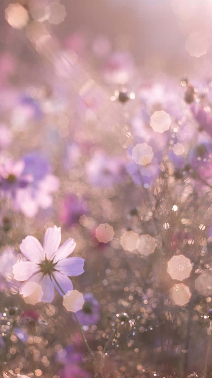 Sunrise, Soft purple cosmos flowers, warm golden sunlight, HD Phone Wallpaper