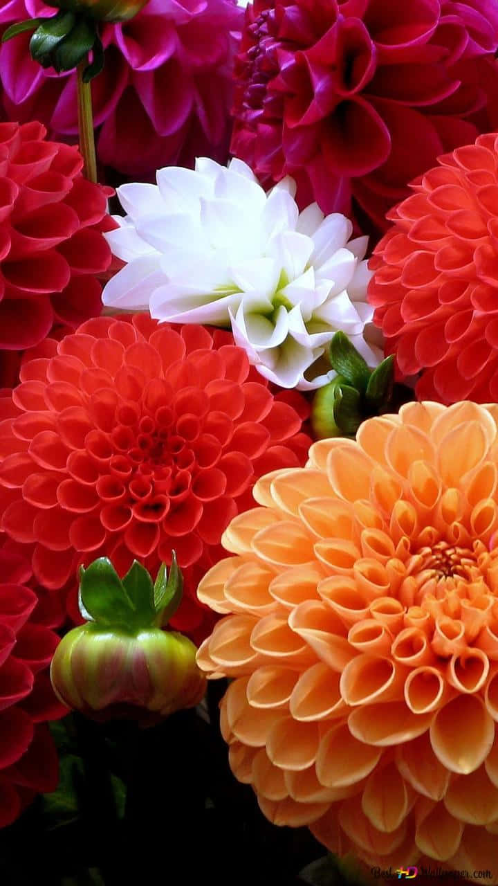 720x1280, dahlia flowers, red orange, HD Phone Wallpaper