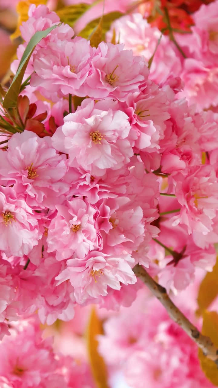 pink cherry blossoms, soft green leaves, blurred background, HD Phone Wallpaper