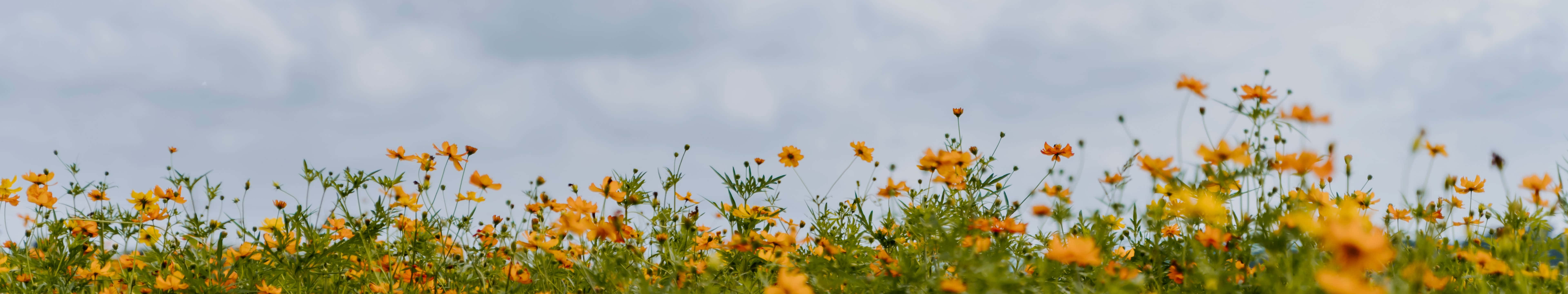 7680 X 1440, orange cosmos flowers, overcast sky, 8K Desktop Wallpaper
