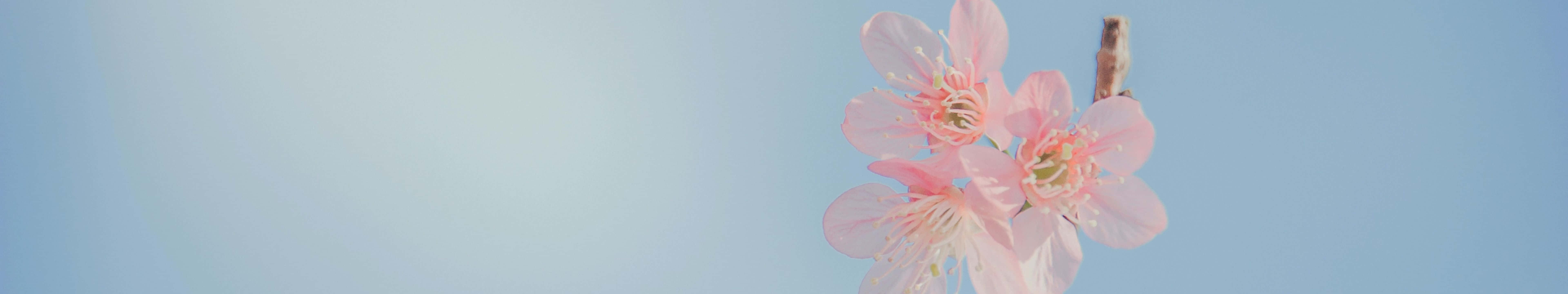 7680 X 1440, pink cherry blossoms, clear blue sky, 8K Desktop Wallpaper